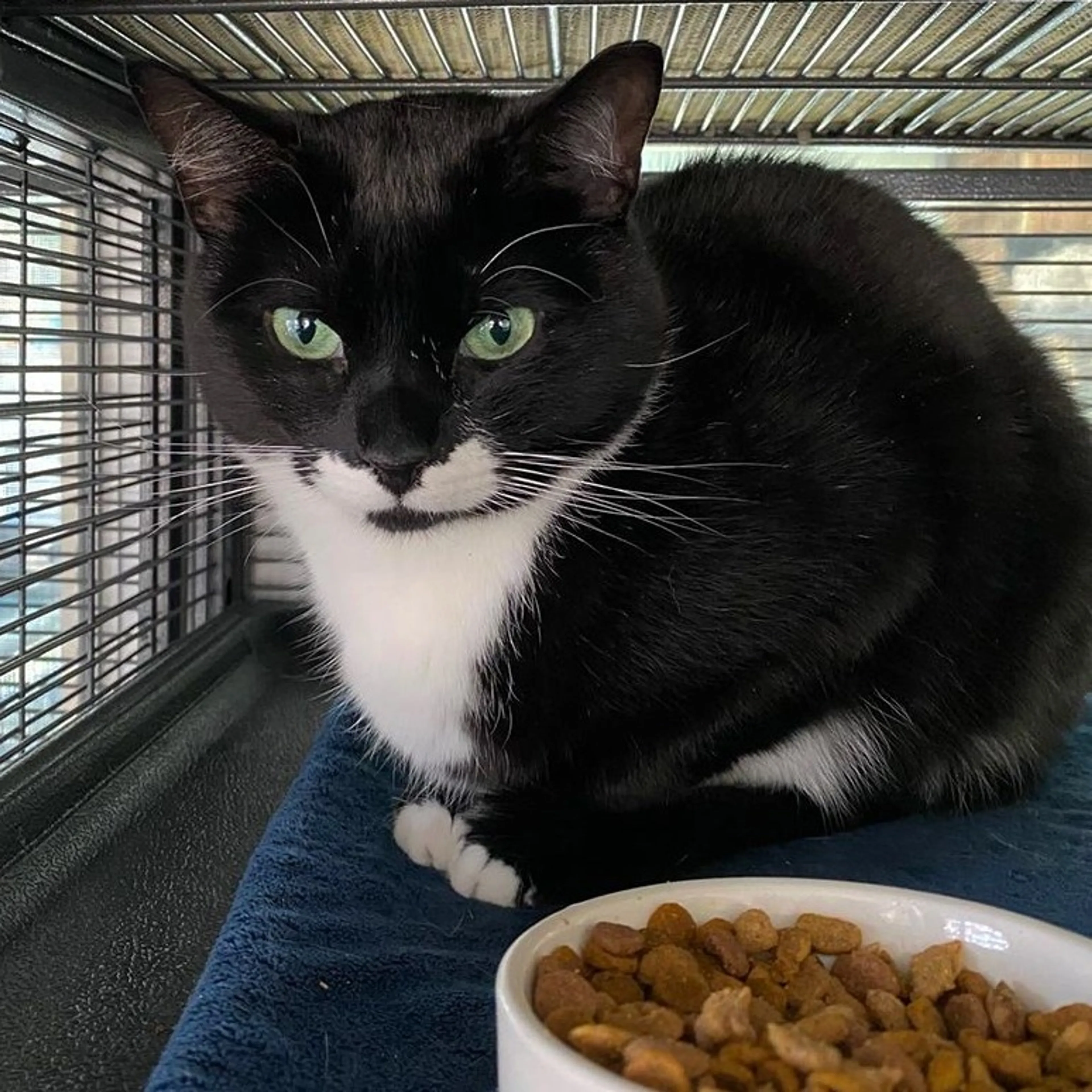 Found pet-2