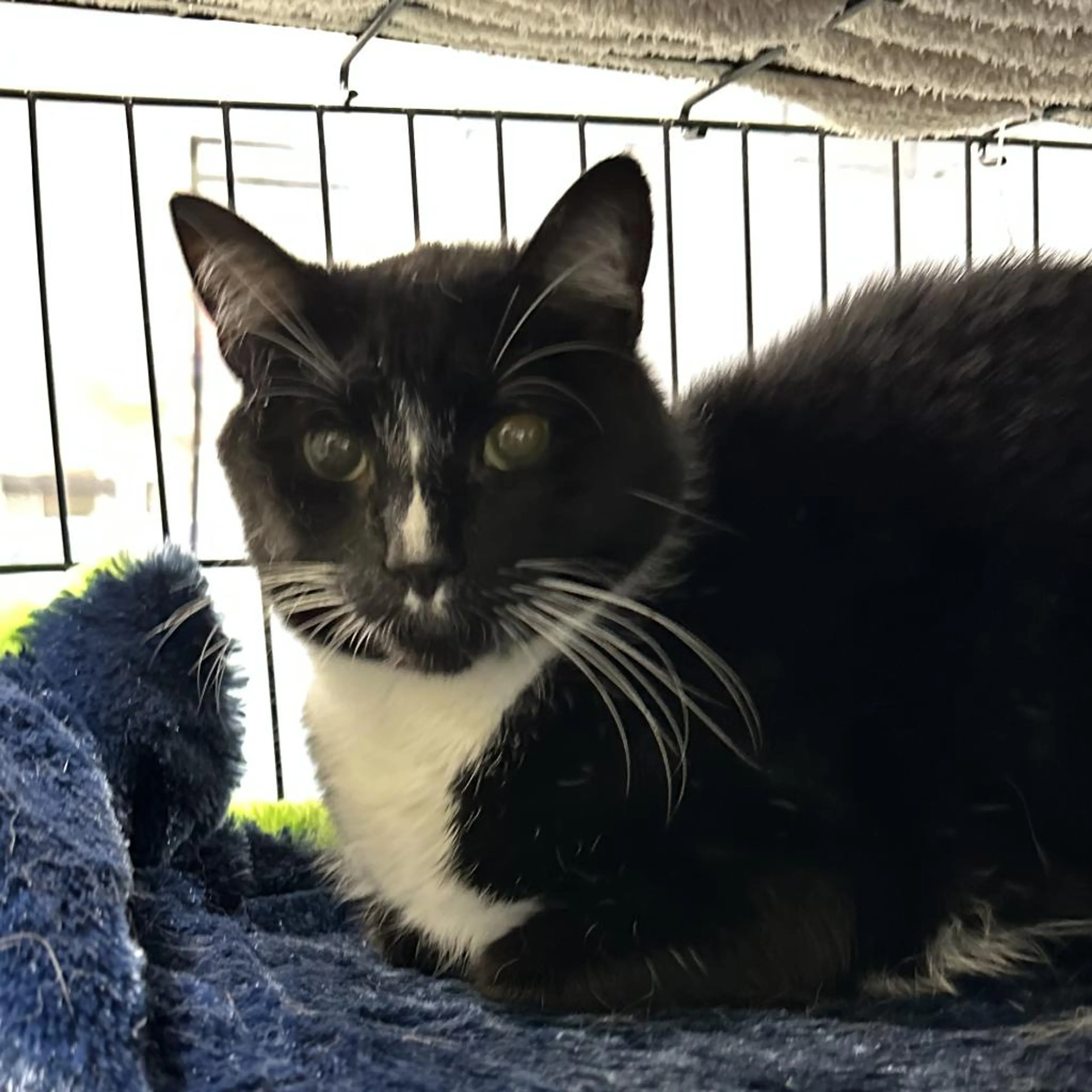Found pet-1