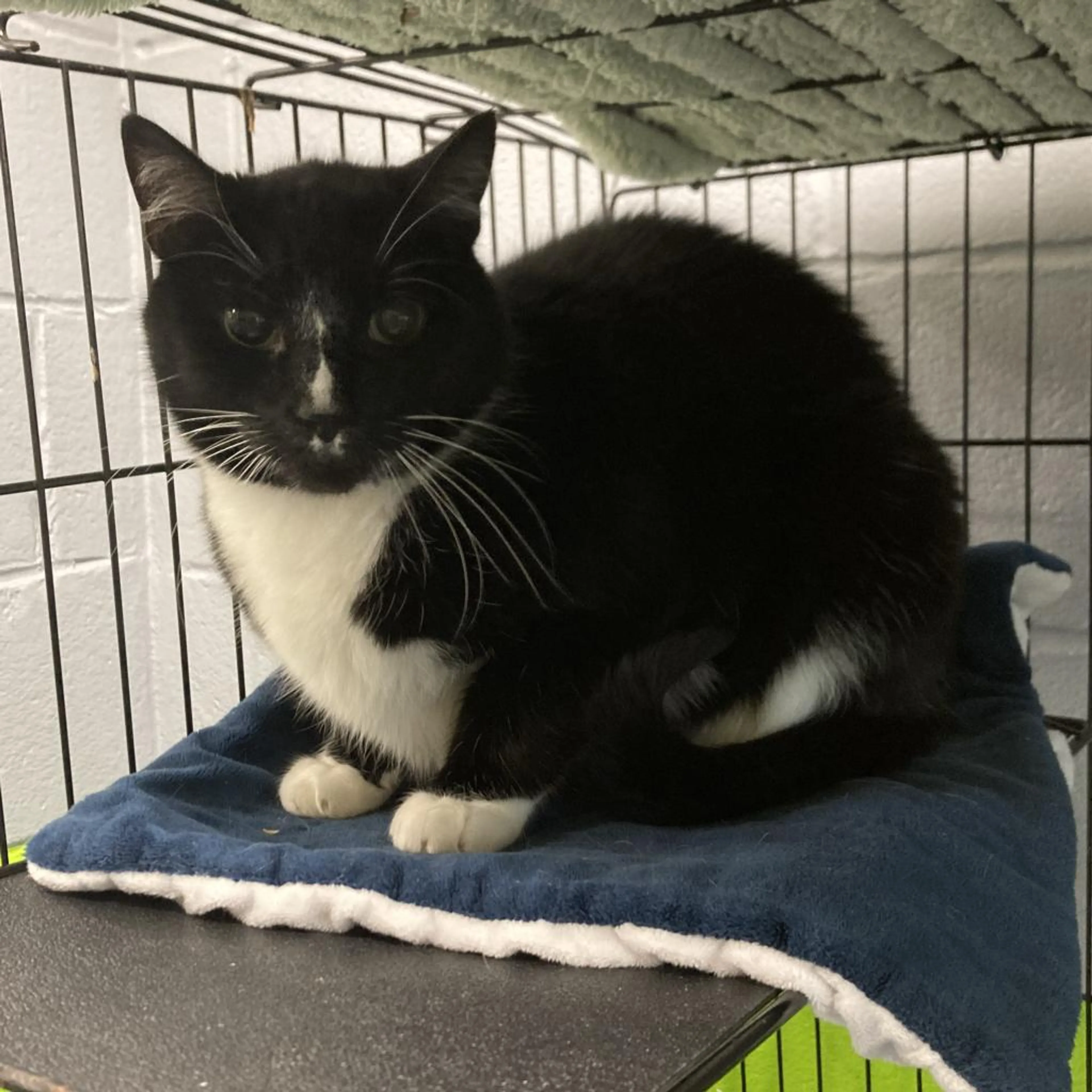 Found pet-2