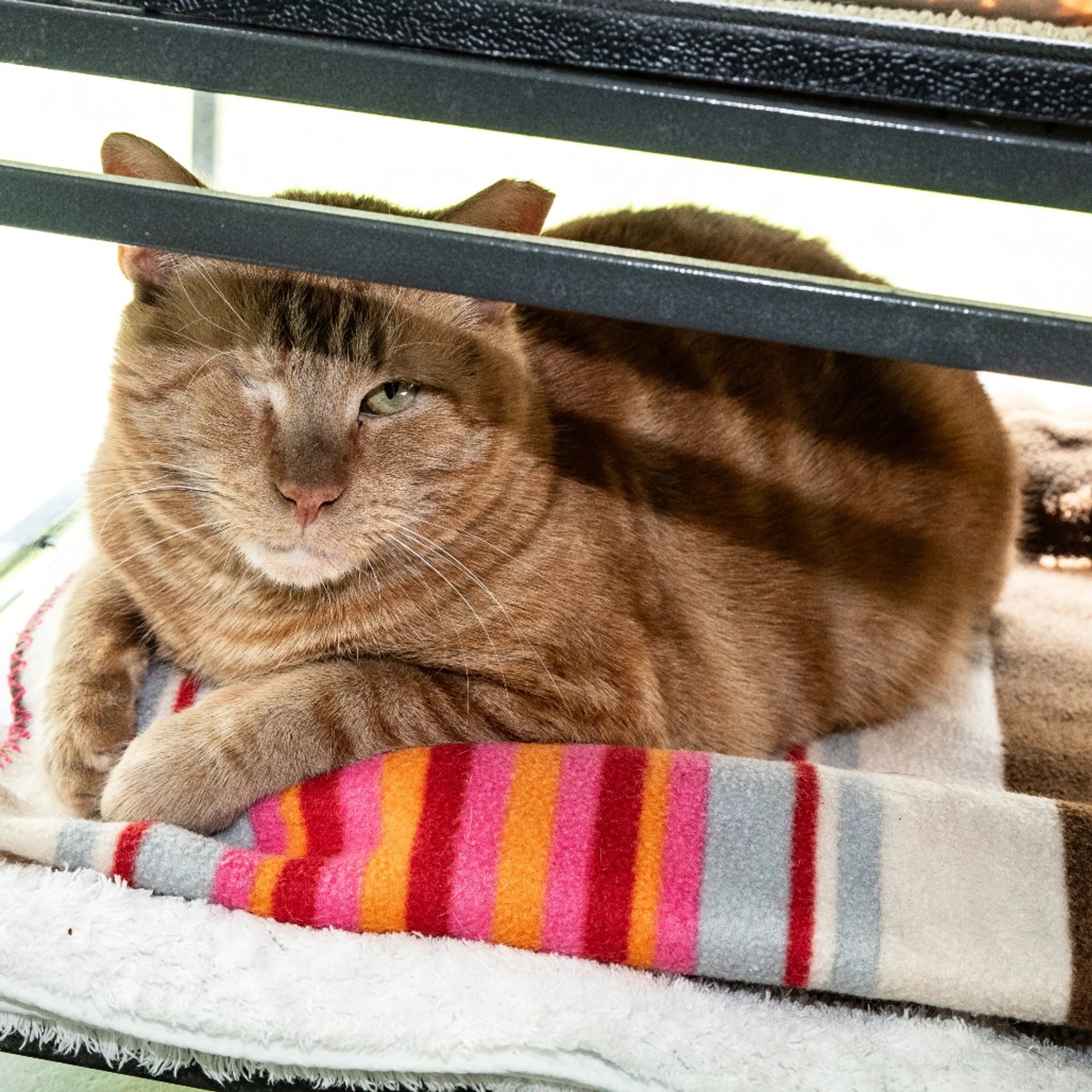 Found pet-4