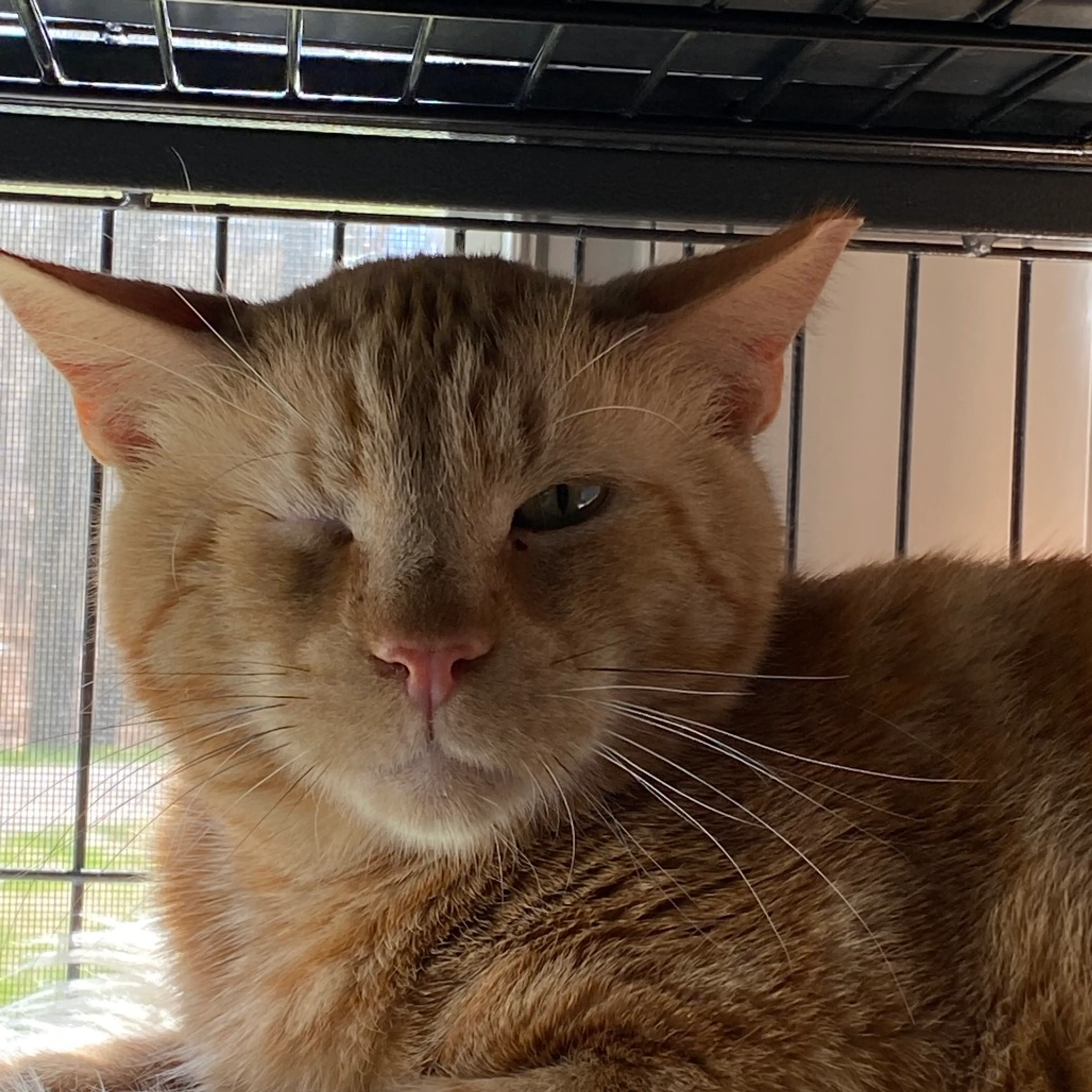 Found pet-1