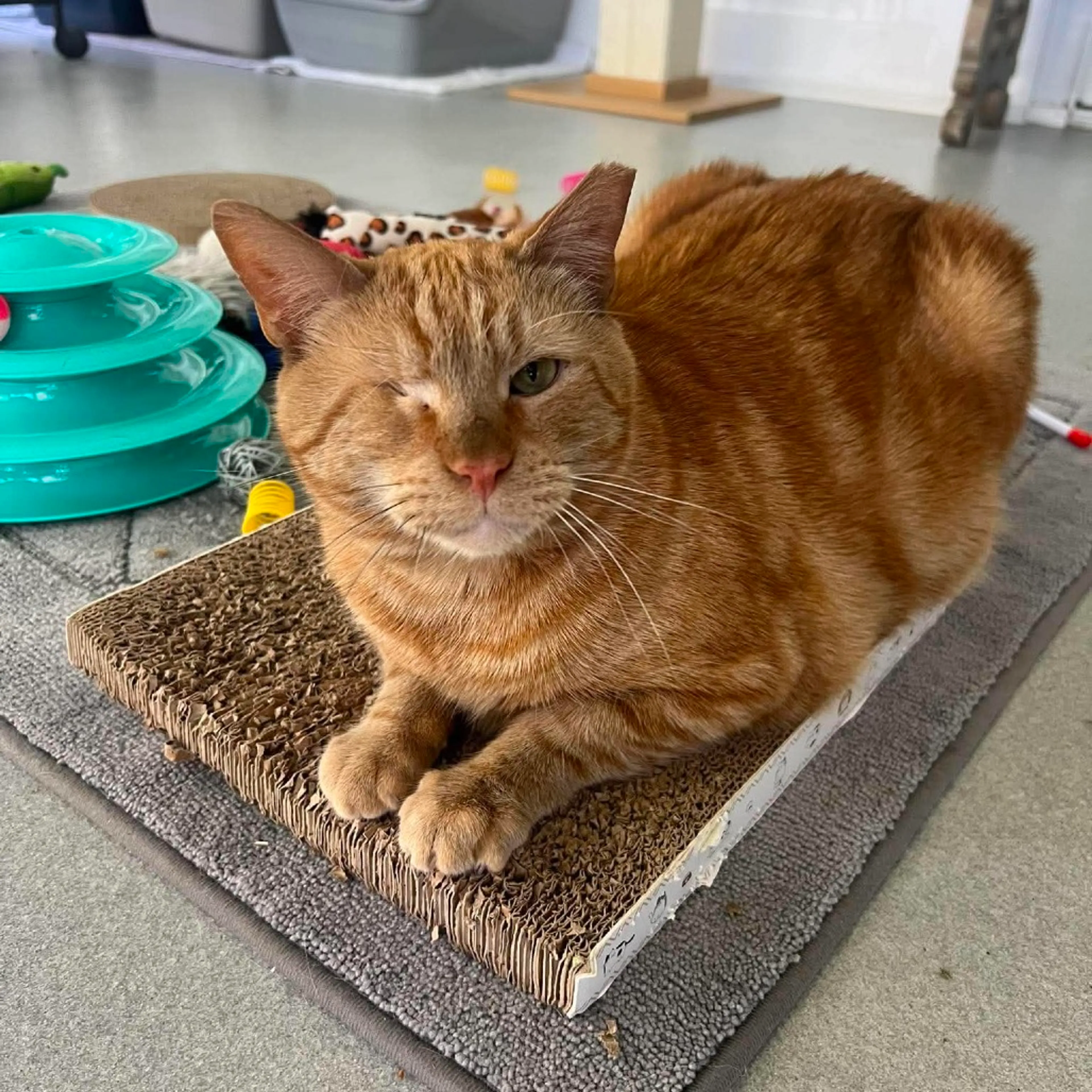 Found pet-0