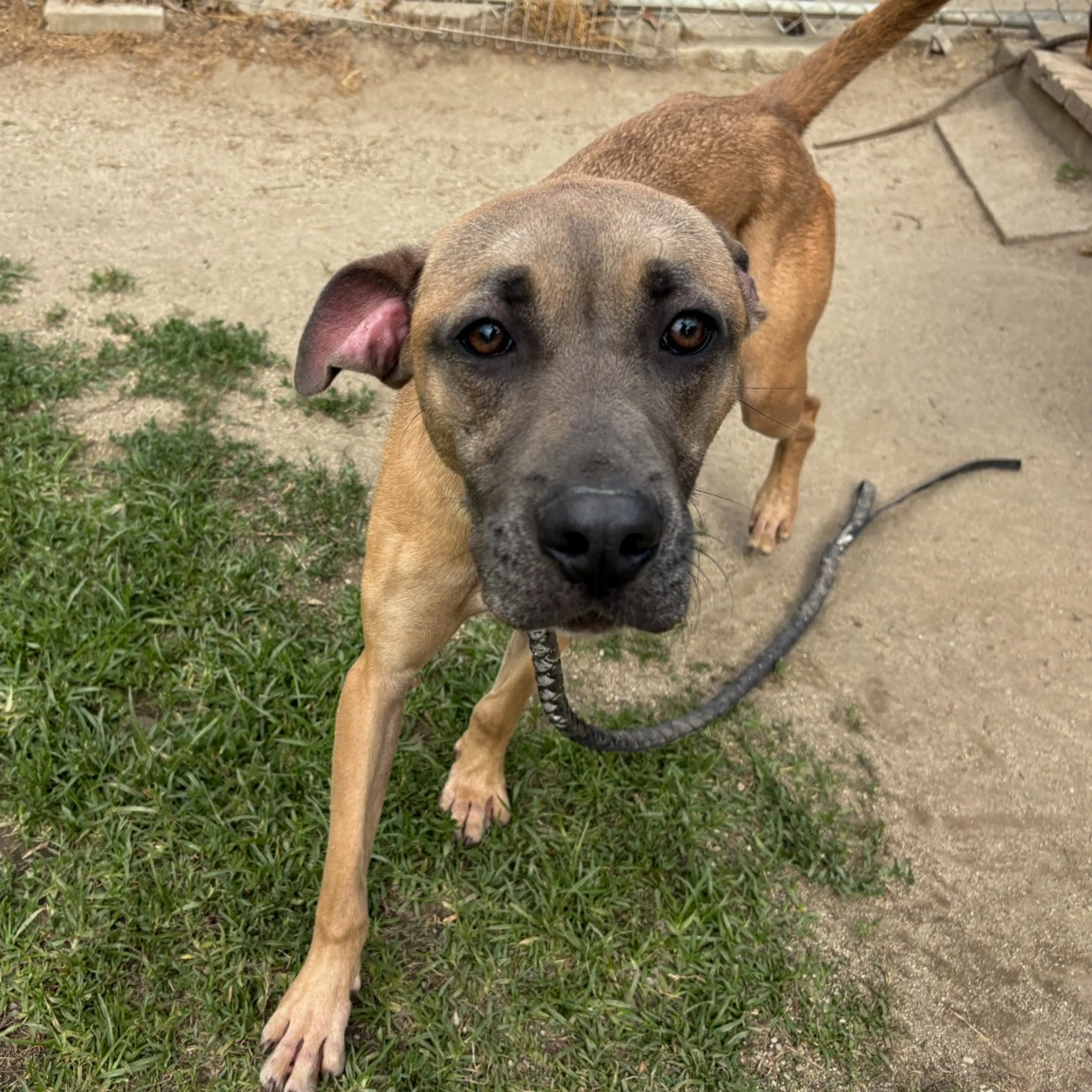 Found pet-20