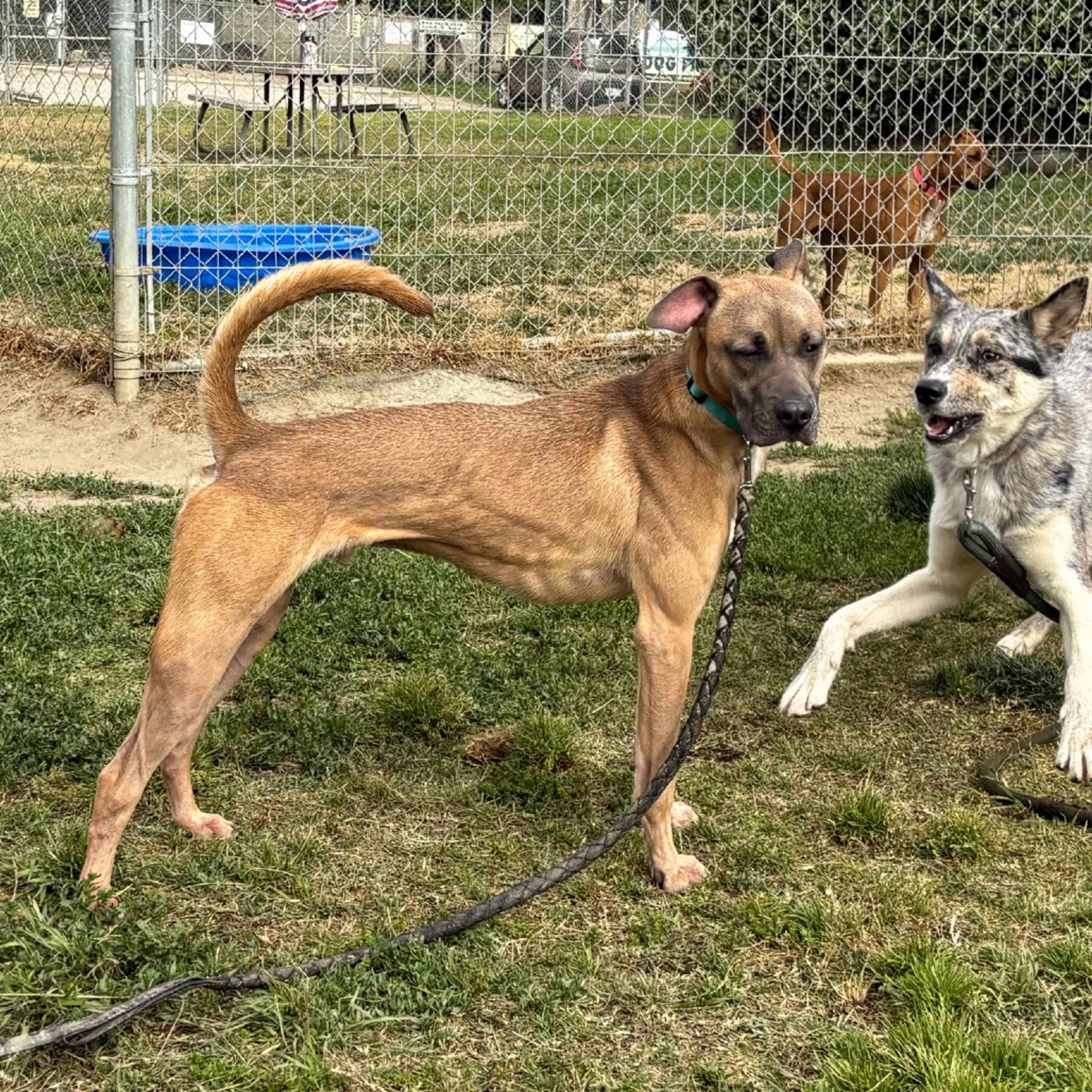 Found pet-21