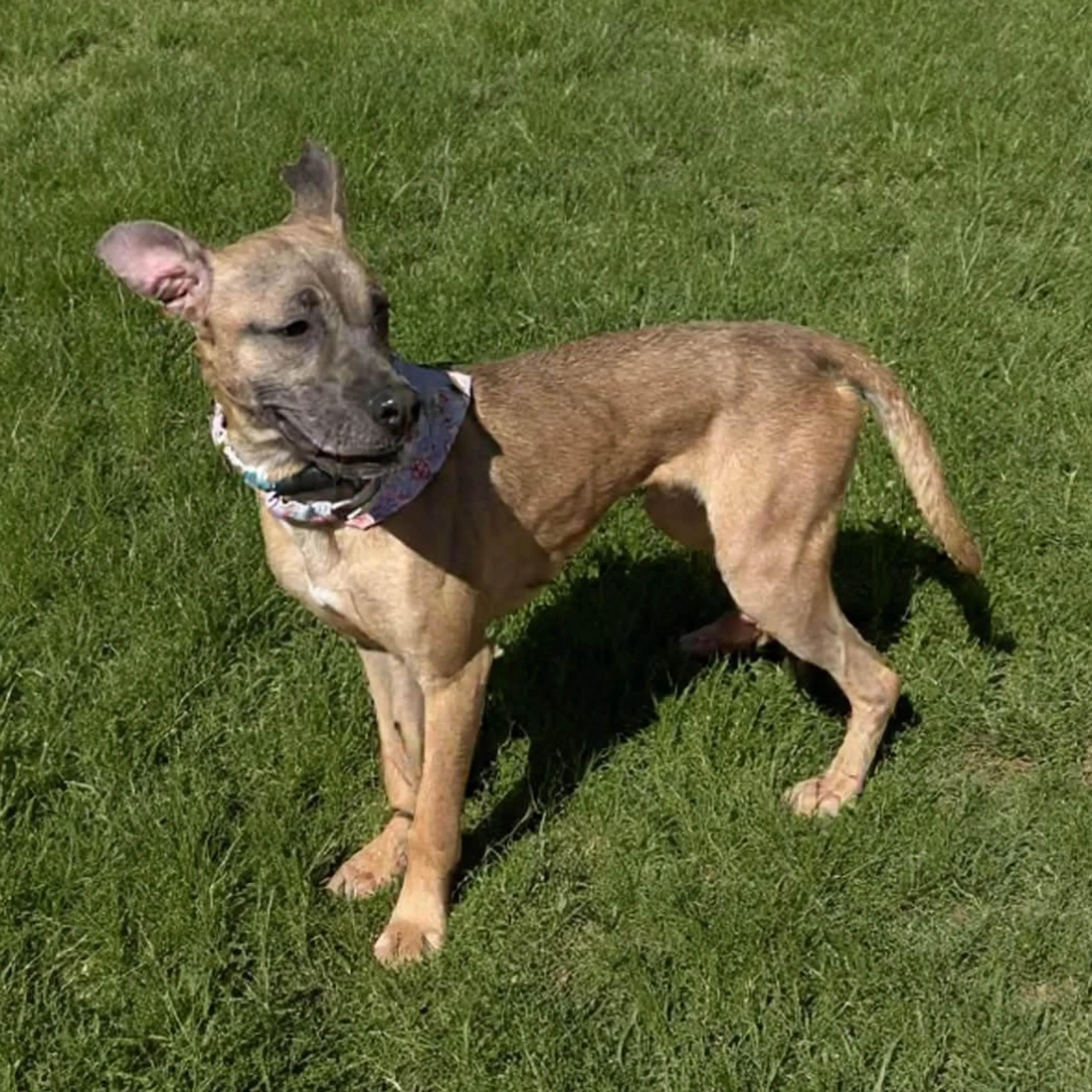 Found pet-18