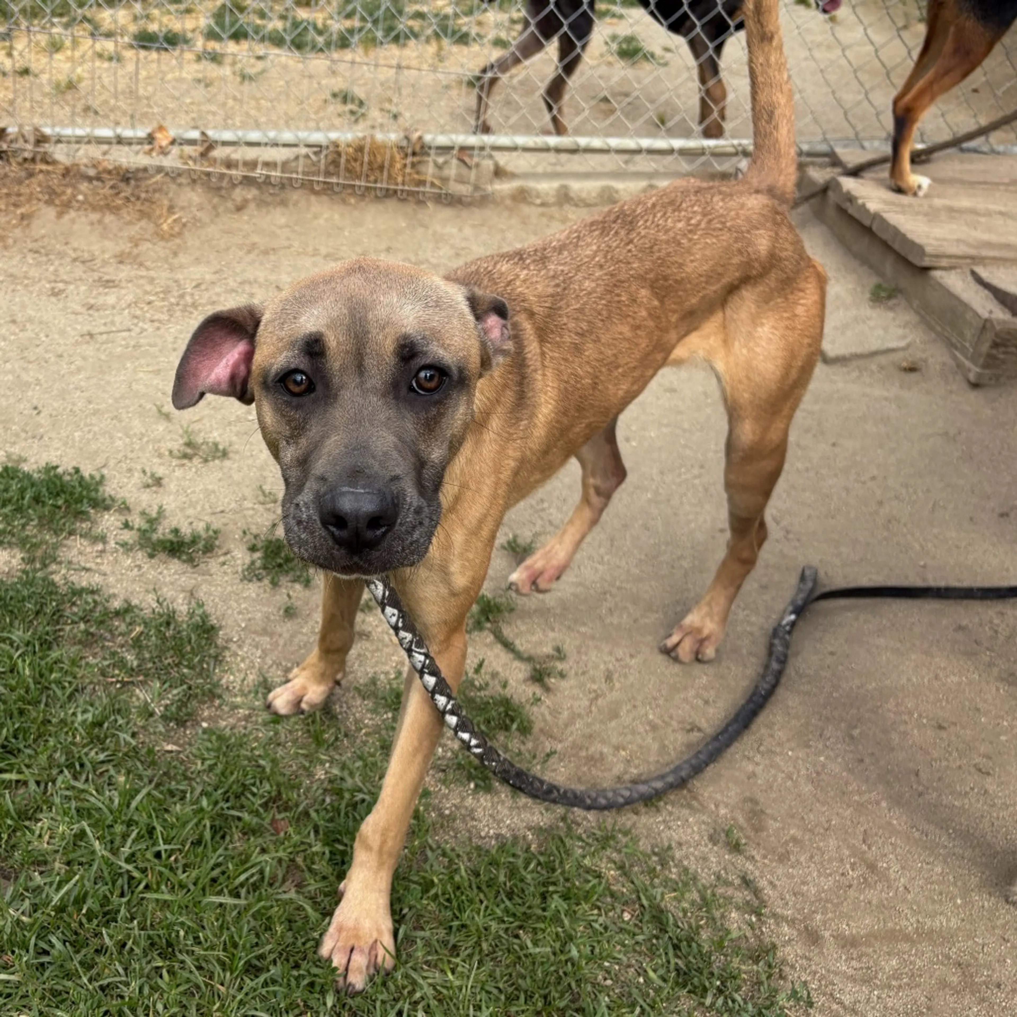 Found pet-19