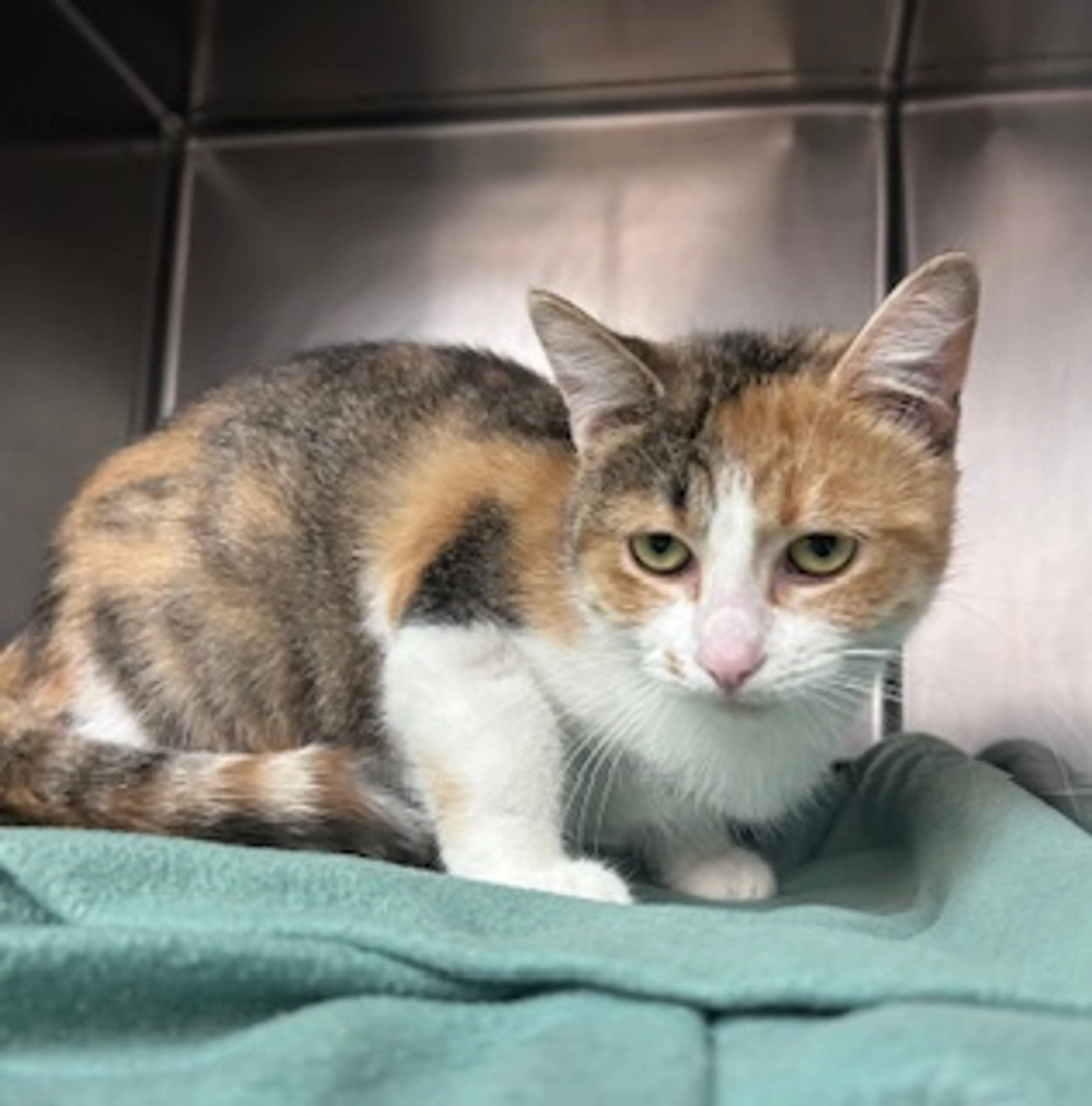 Found pet-1