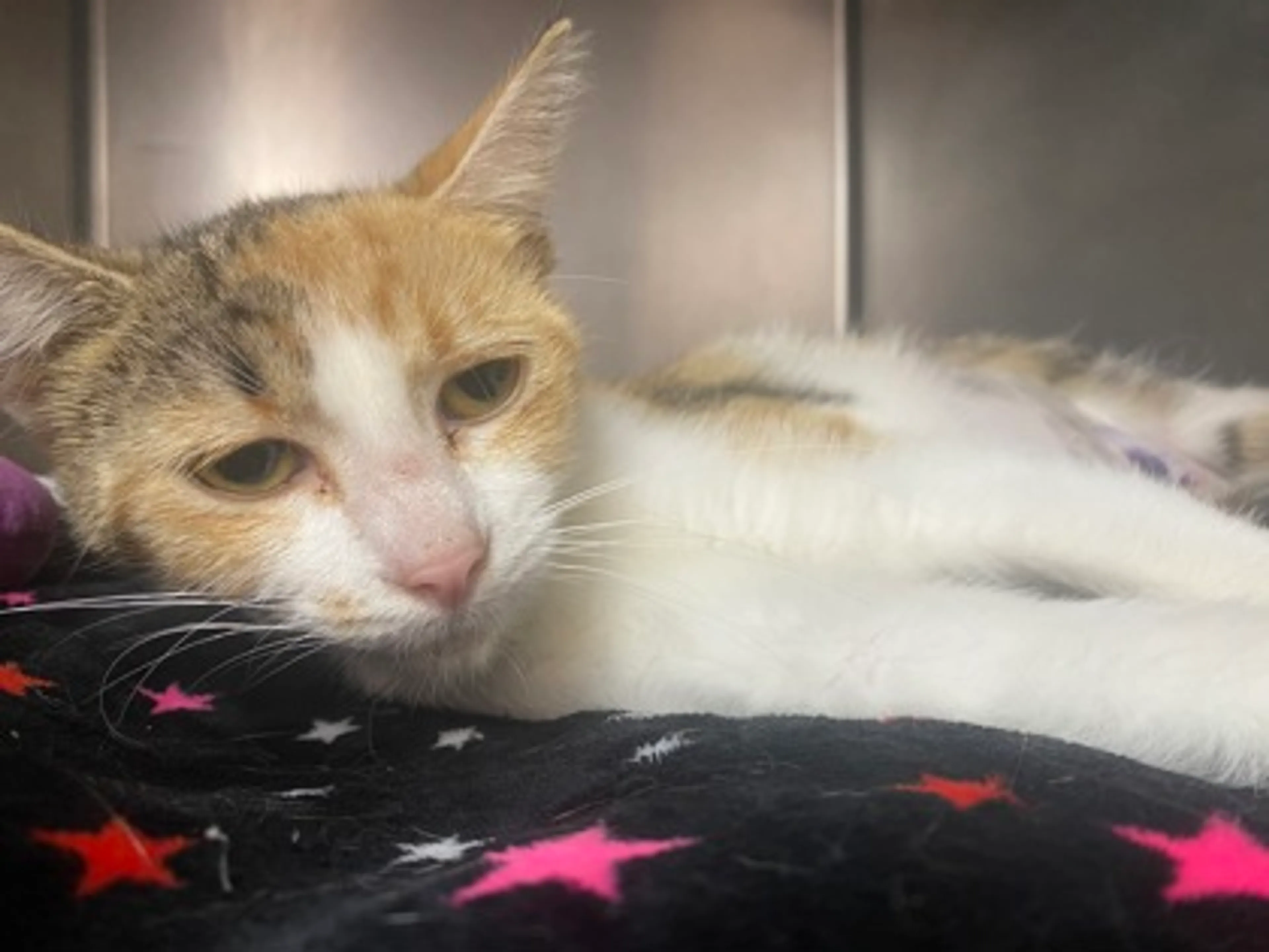 Found pet-2