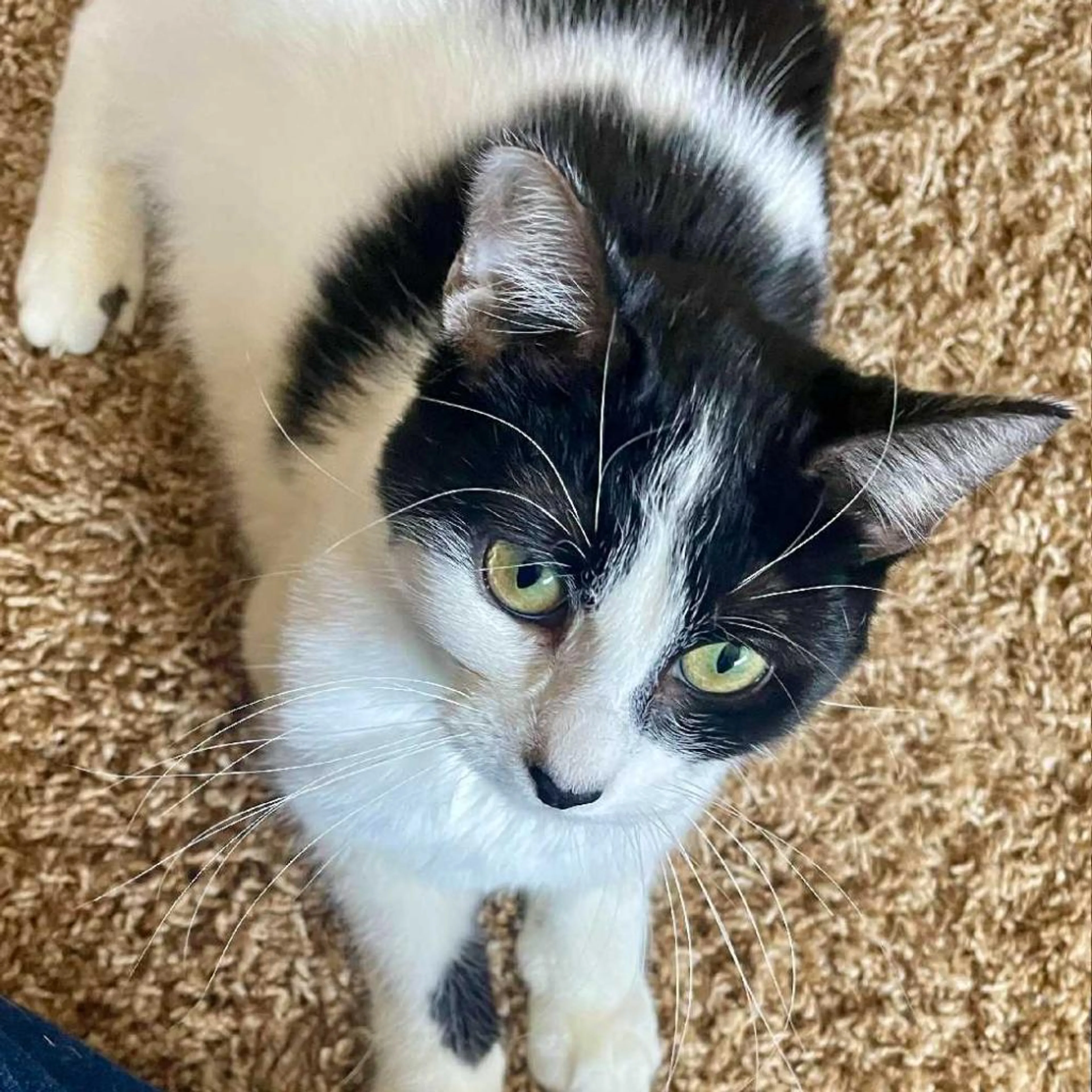 Found pet-2