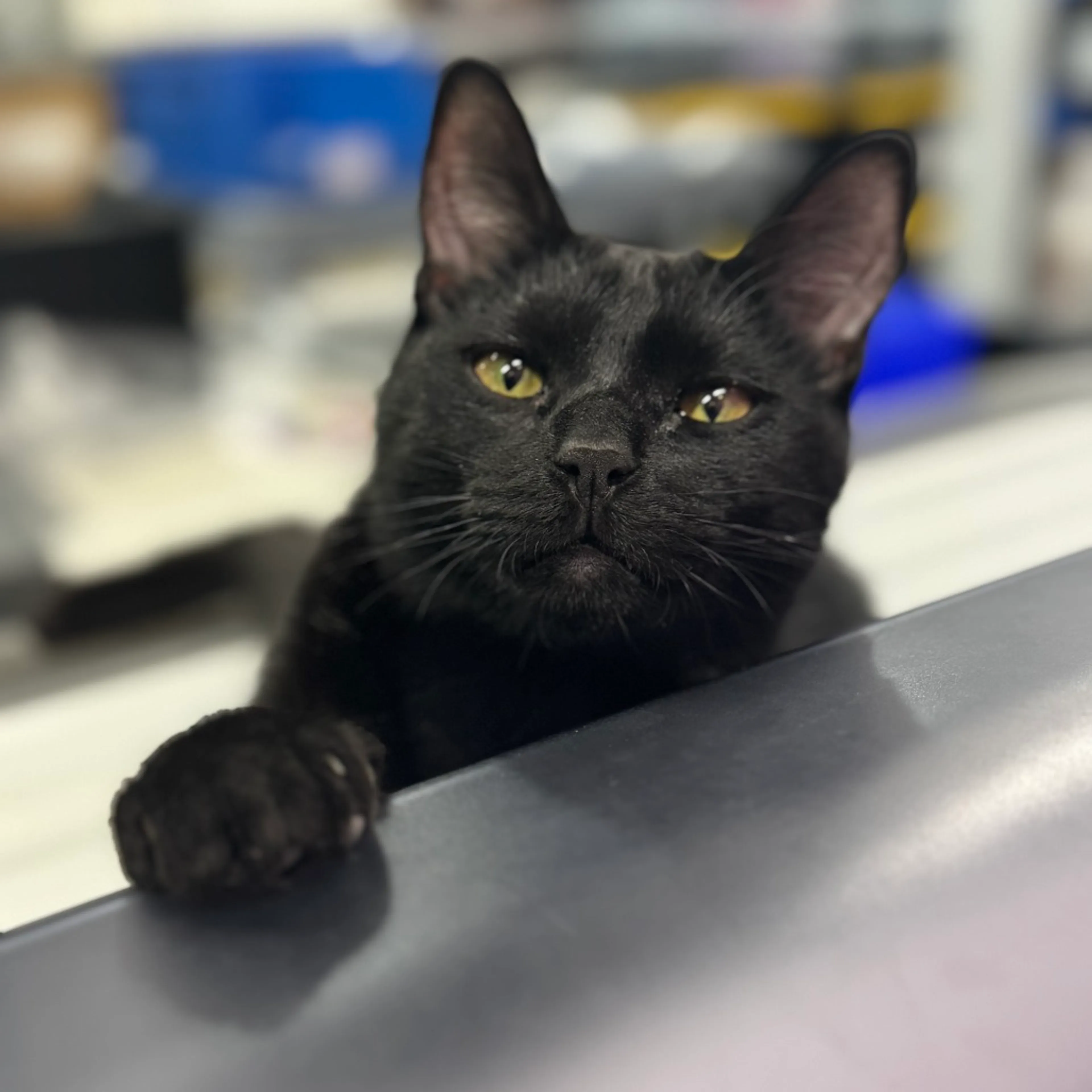 Found pet-0