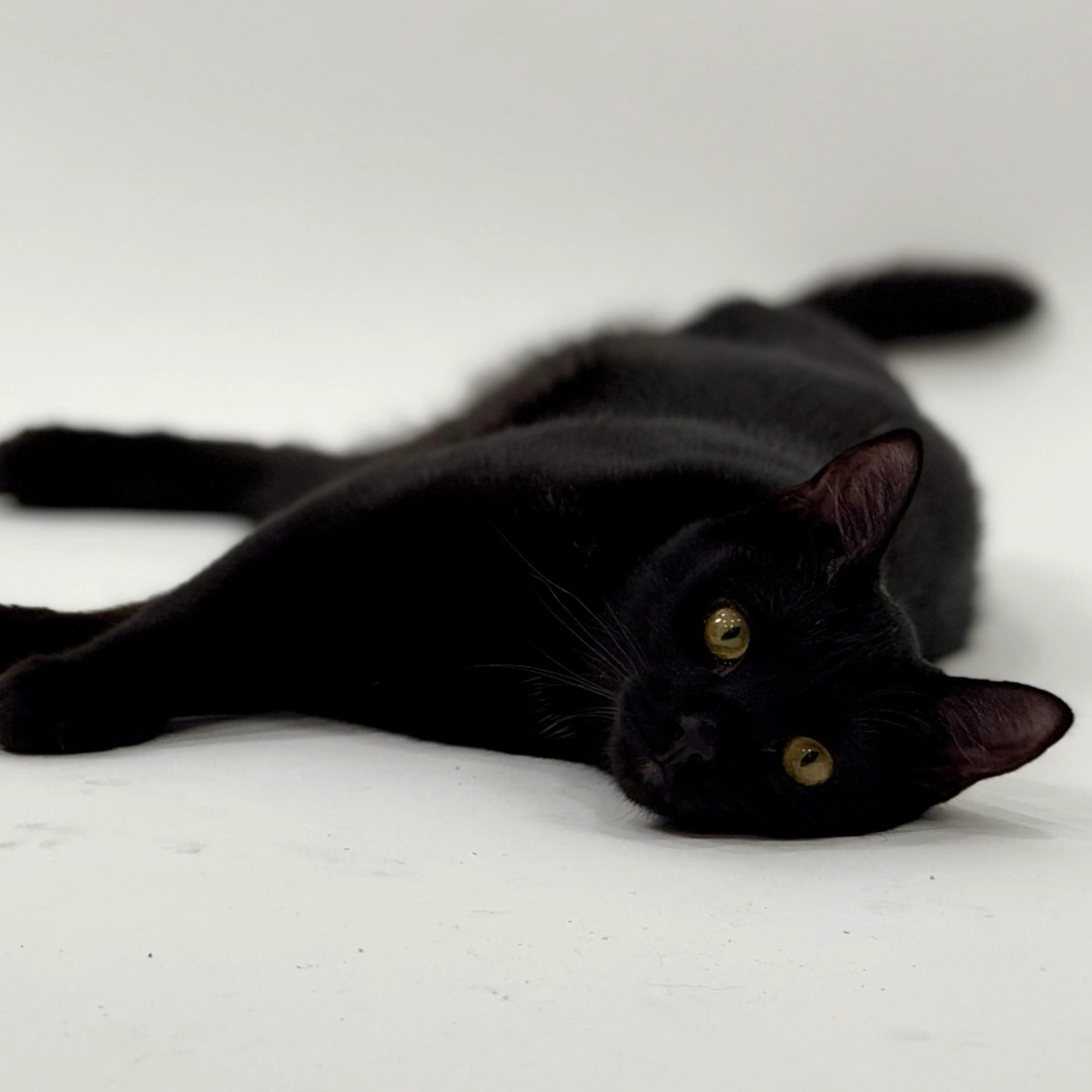 Found pet-1