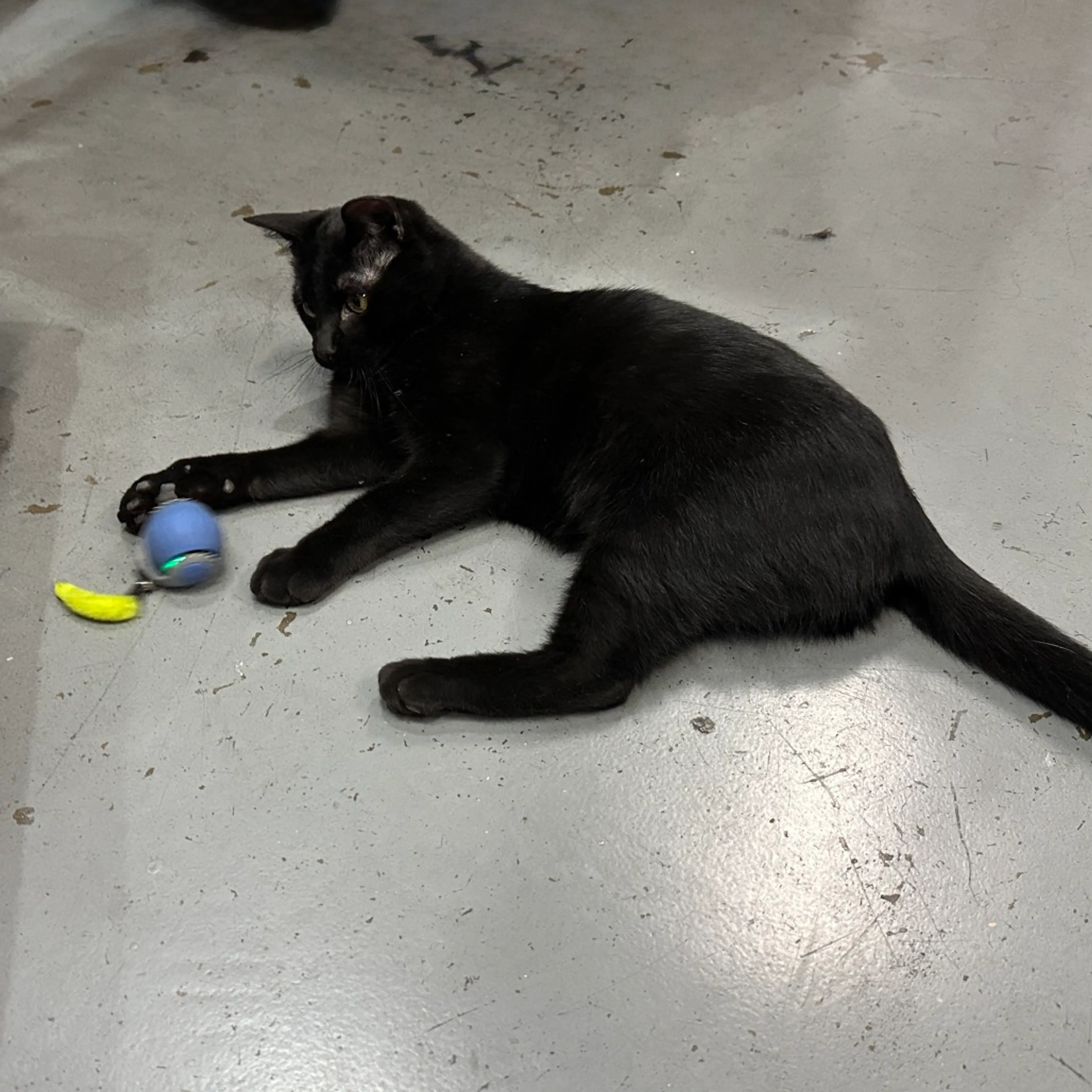 Found pet-3