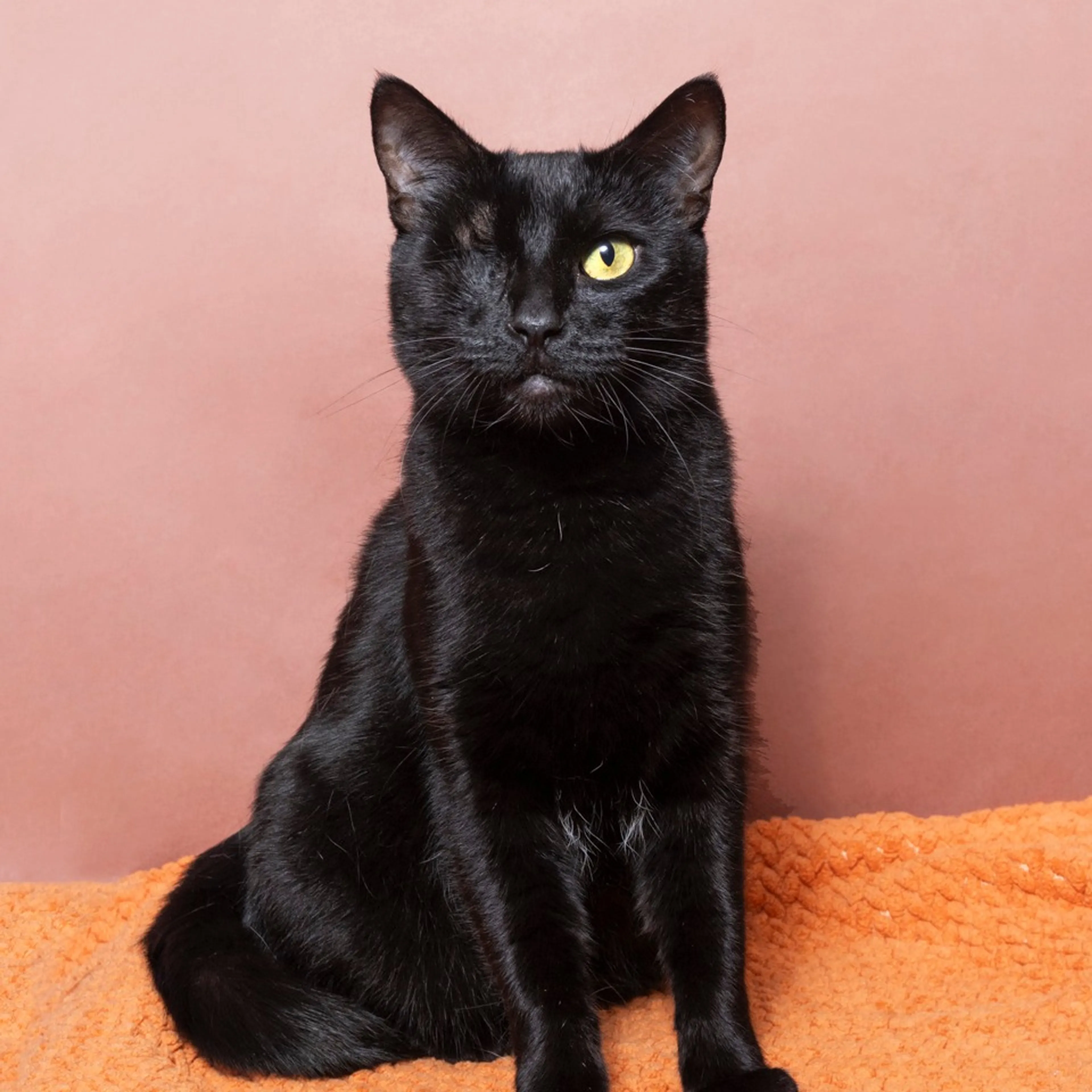 Found pet-1
