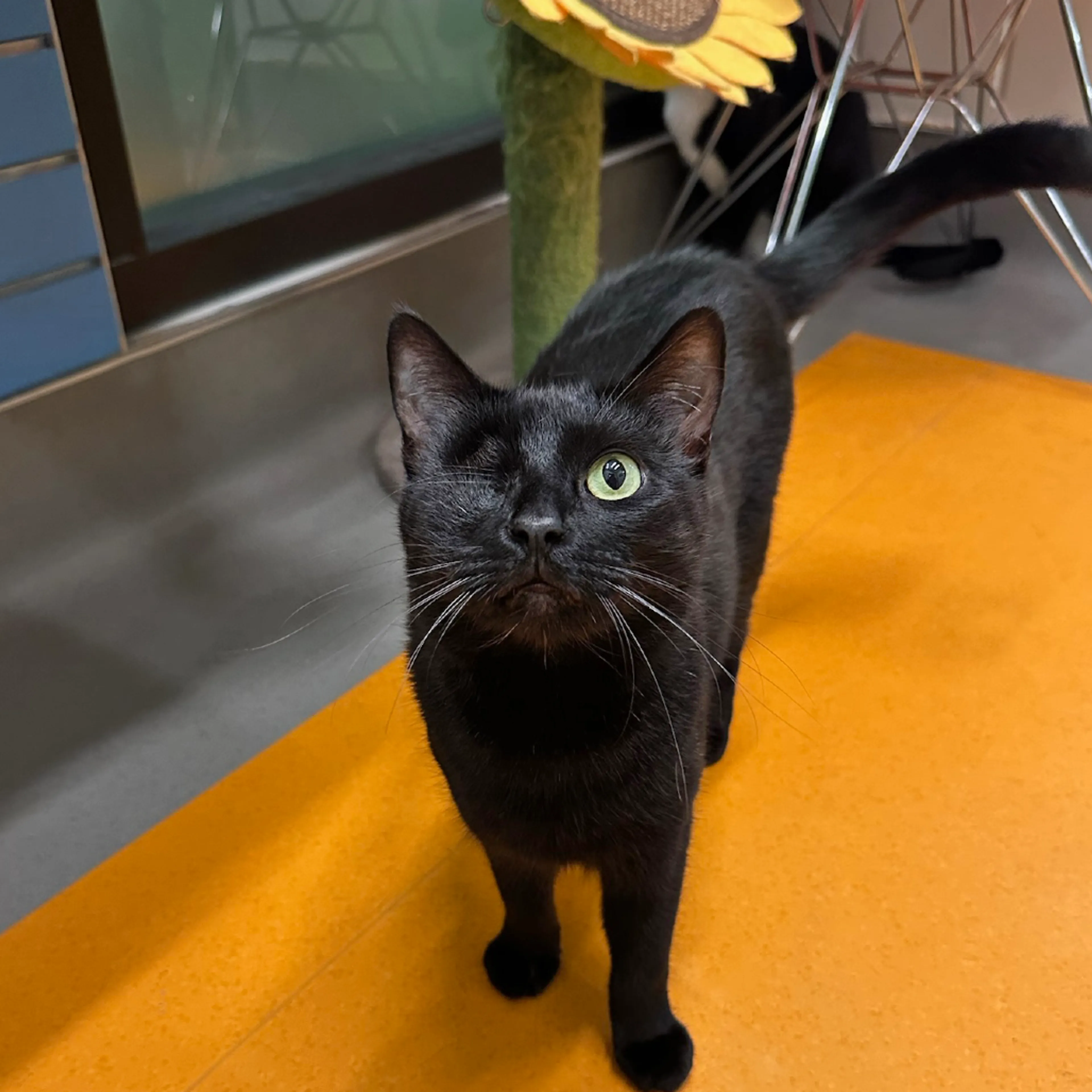 Found pet-2