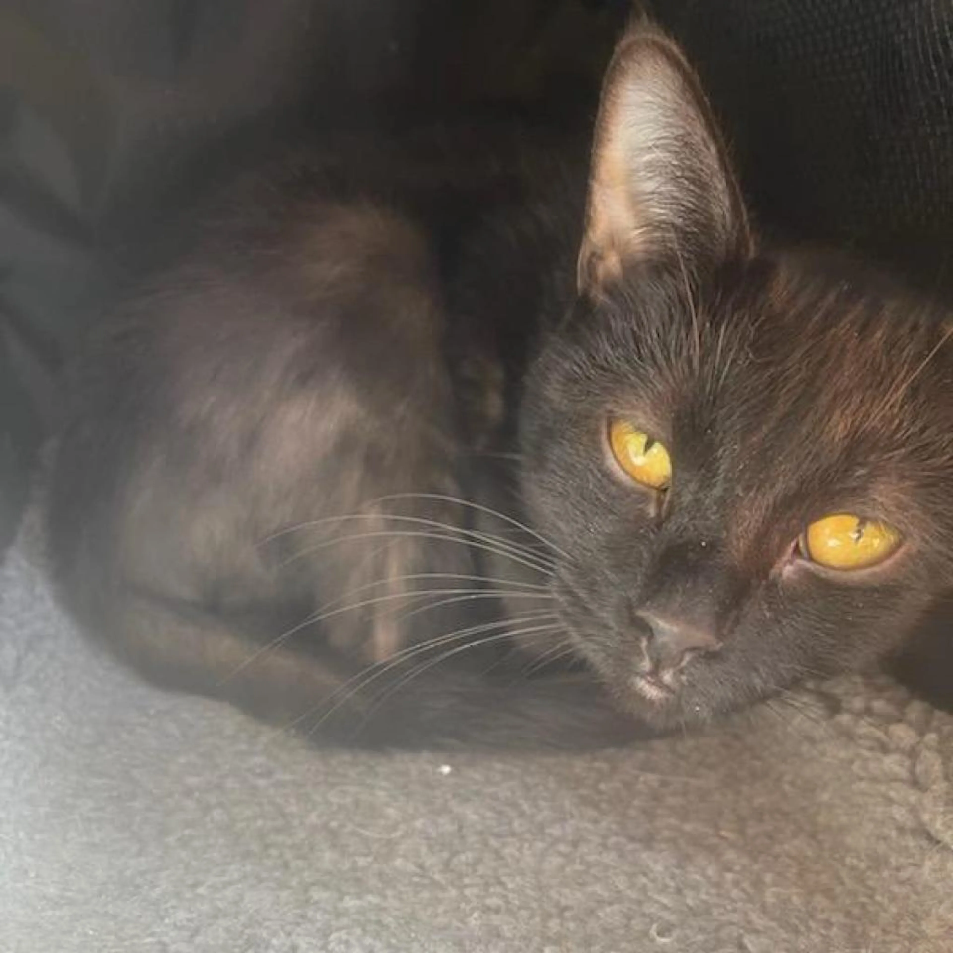 Found pet