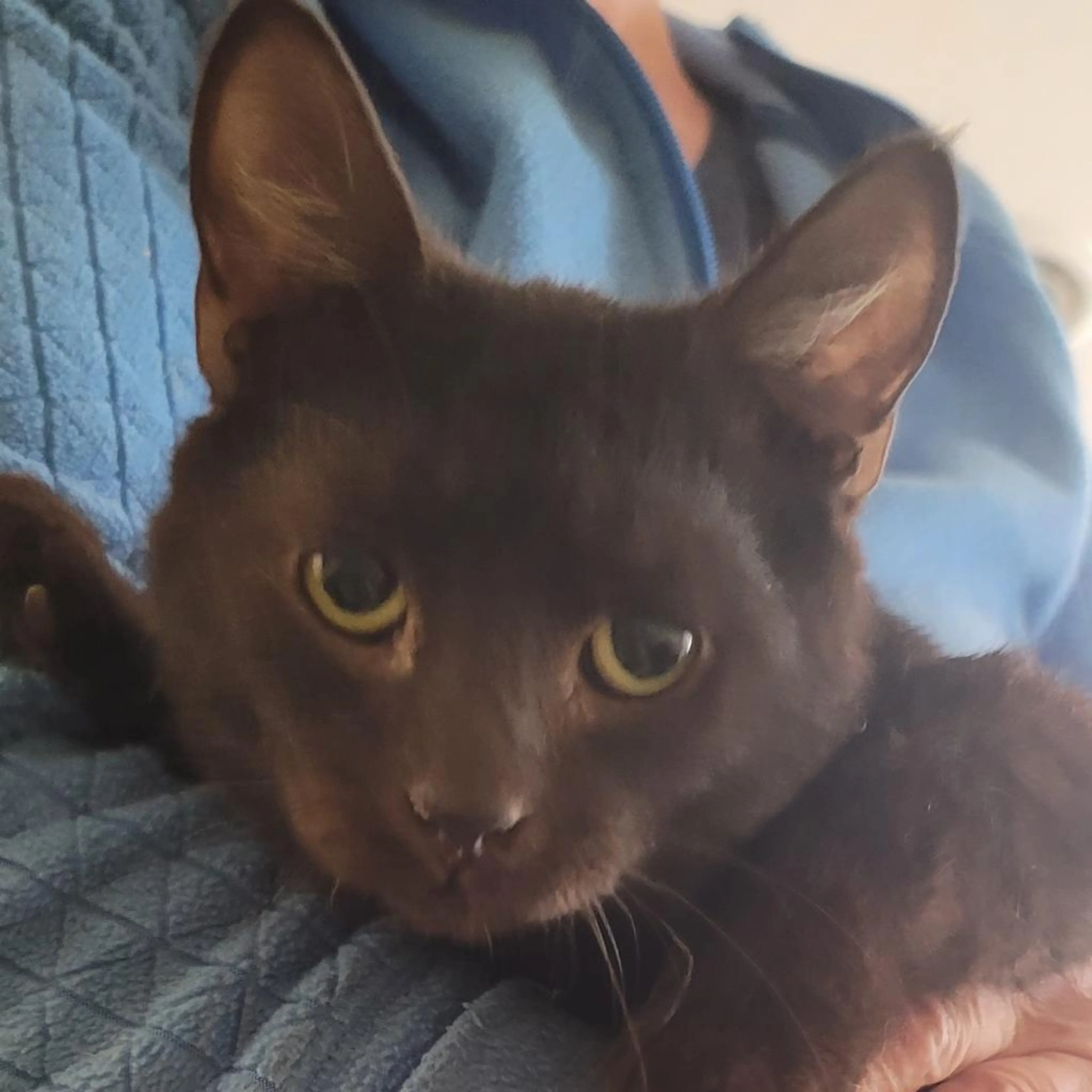 Found pet
