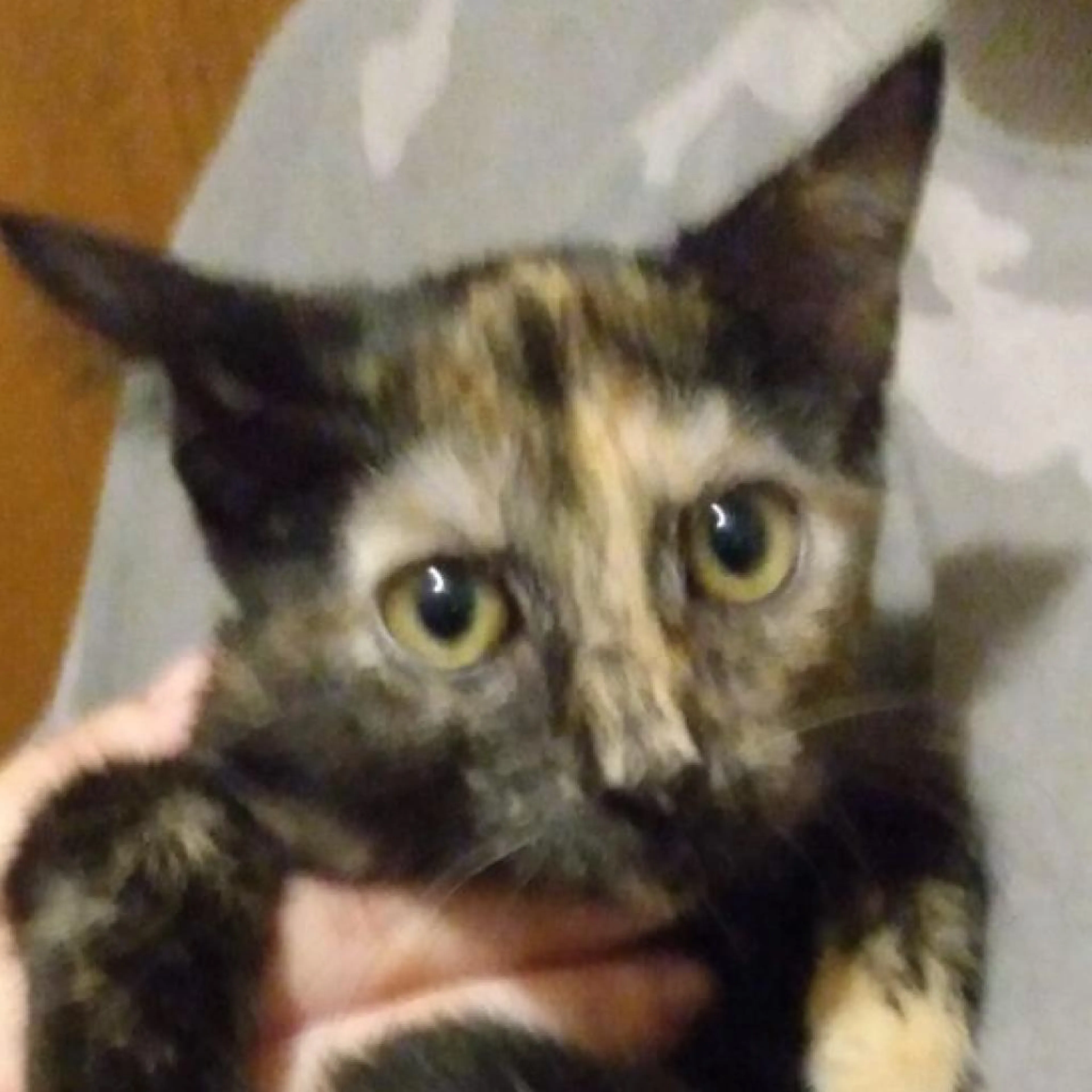 Found pet