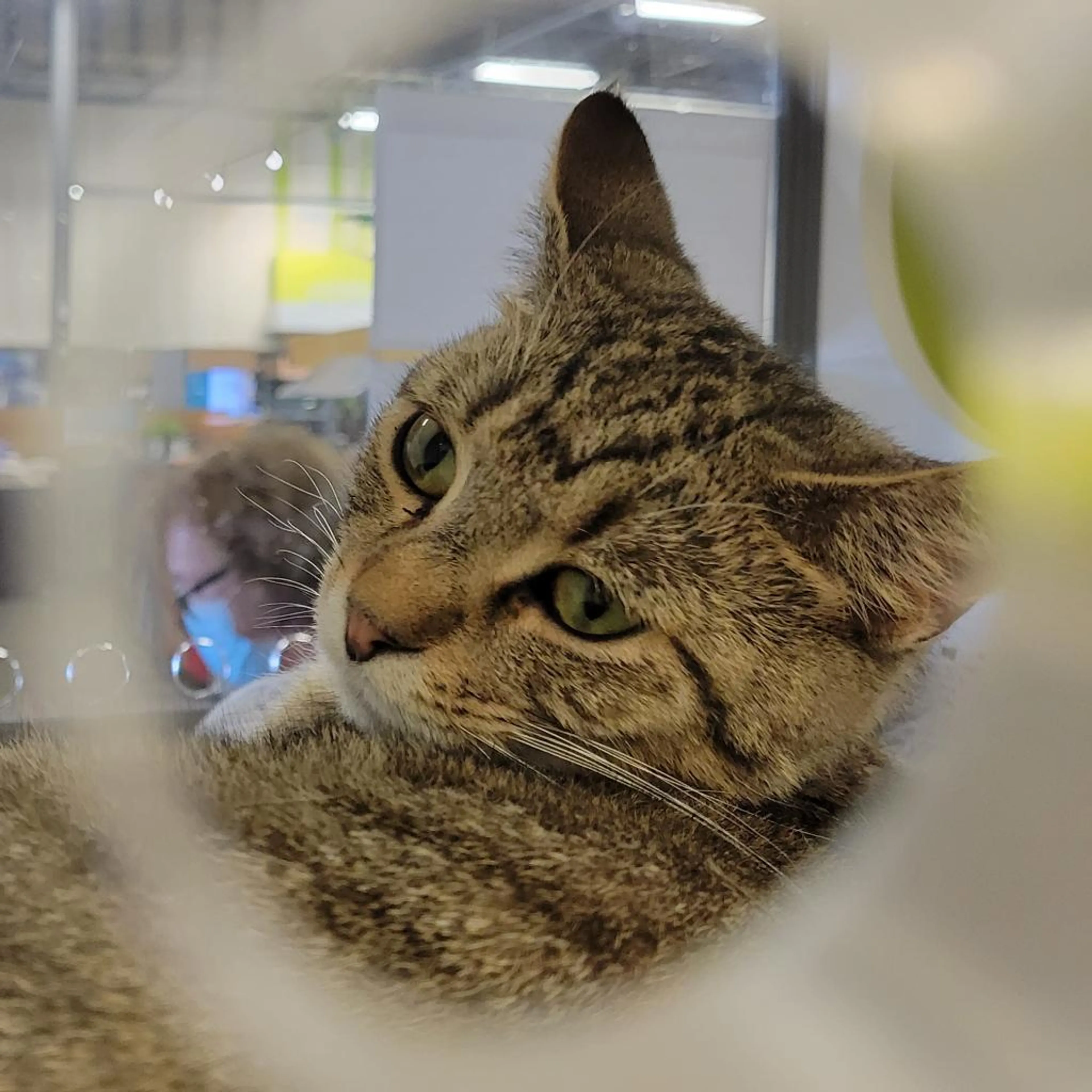 Found pet-3