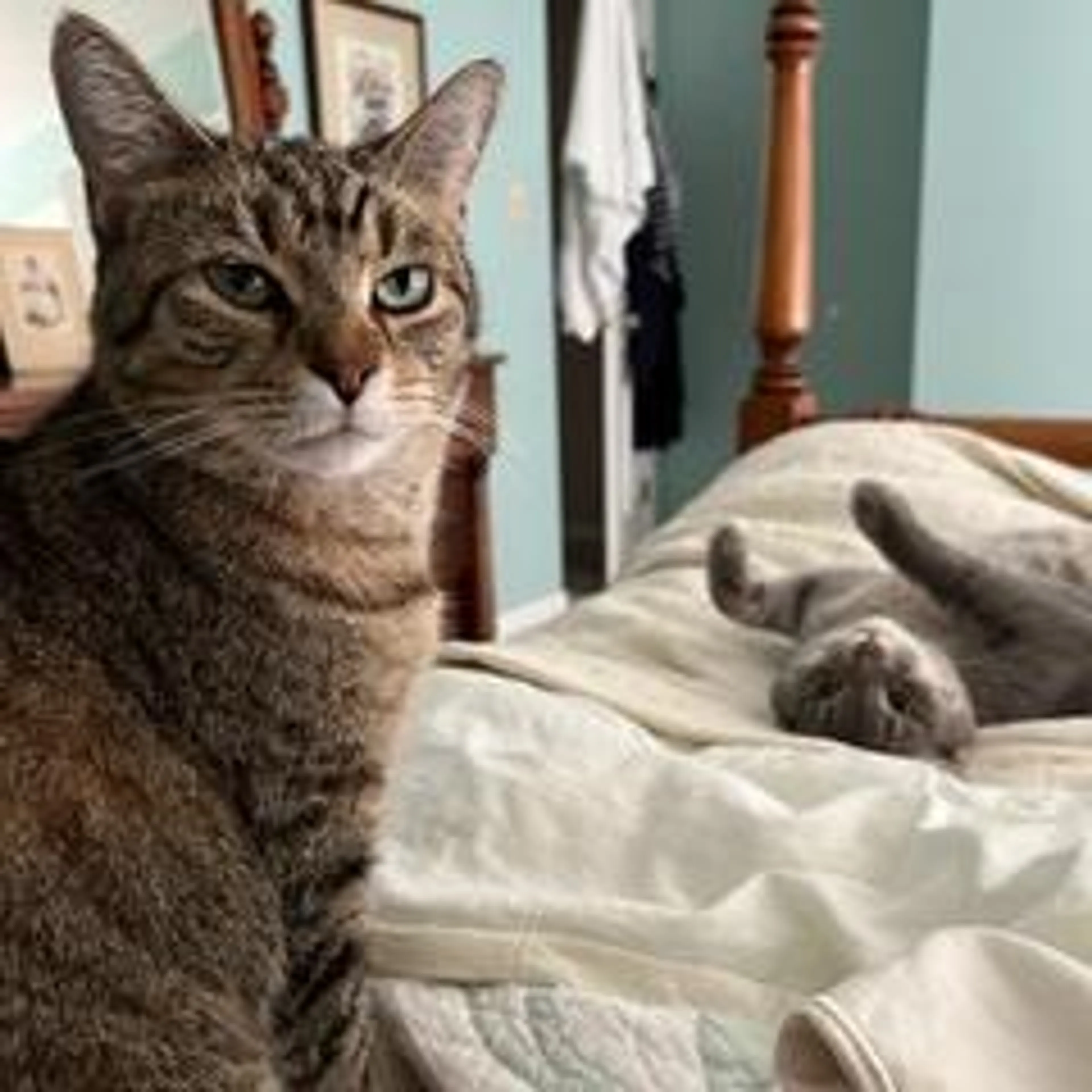 Found pet-2