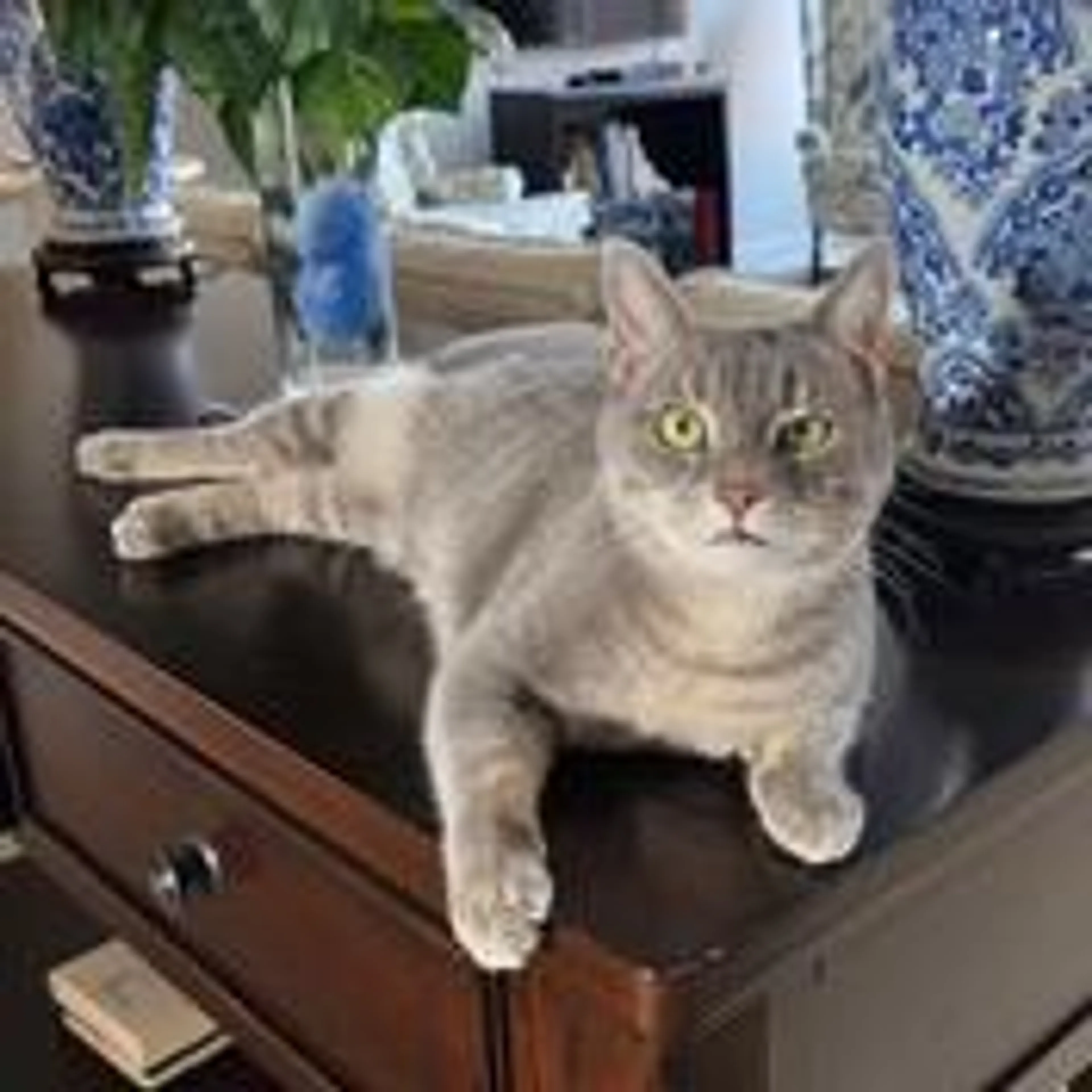 Found pet-1