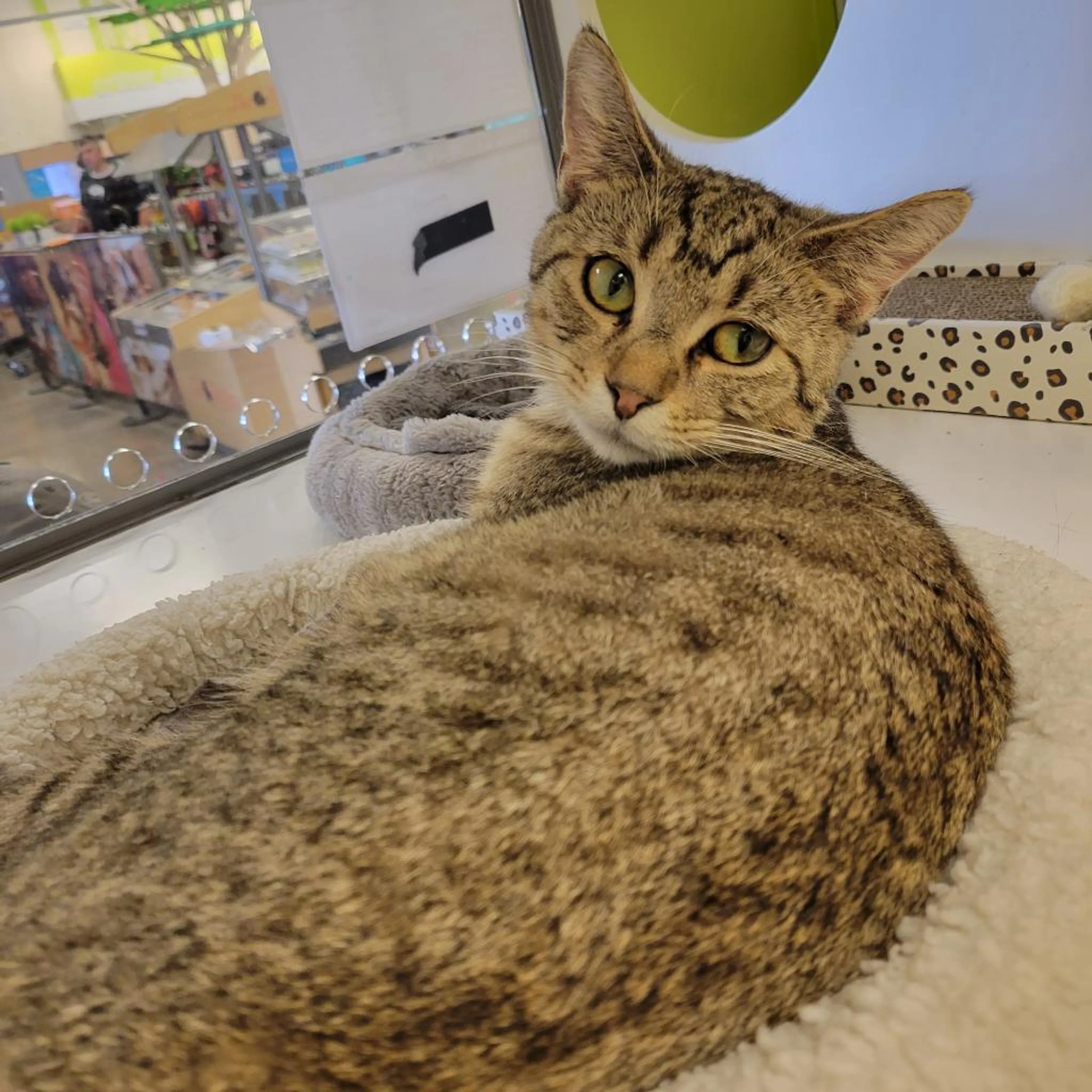 Found pet-6