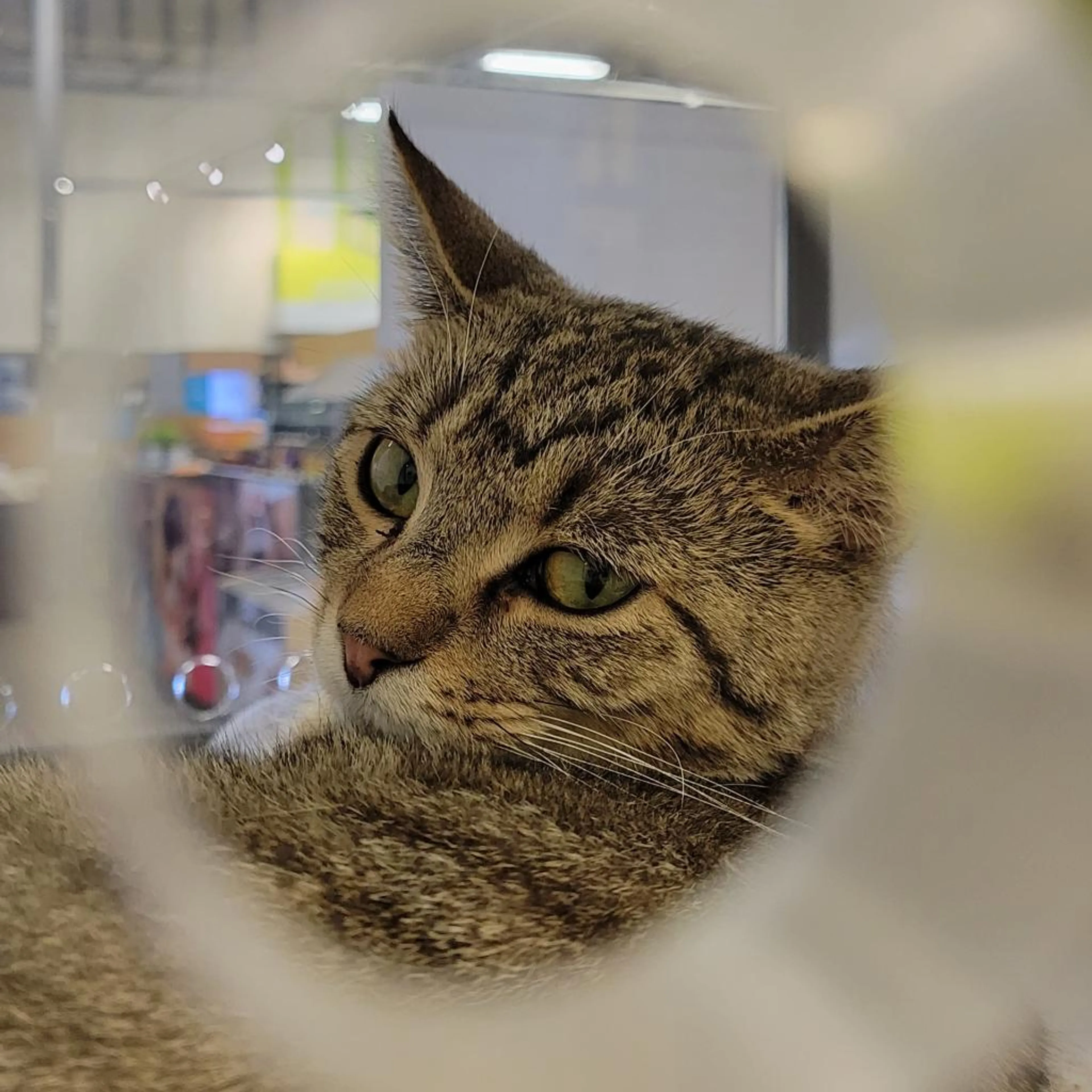 Found pet-4