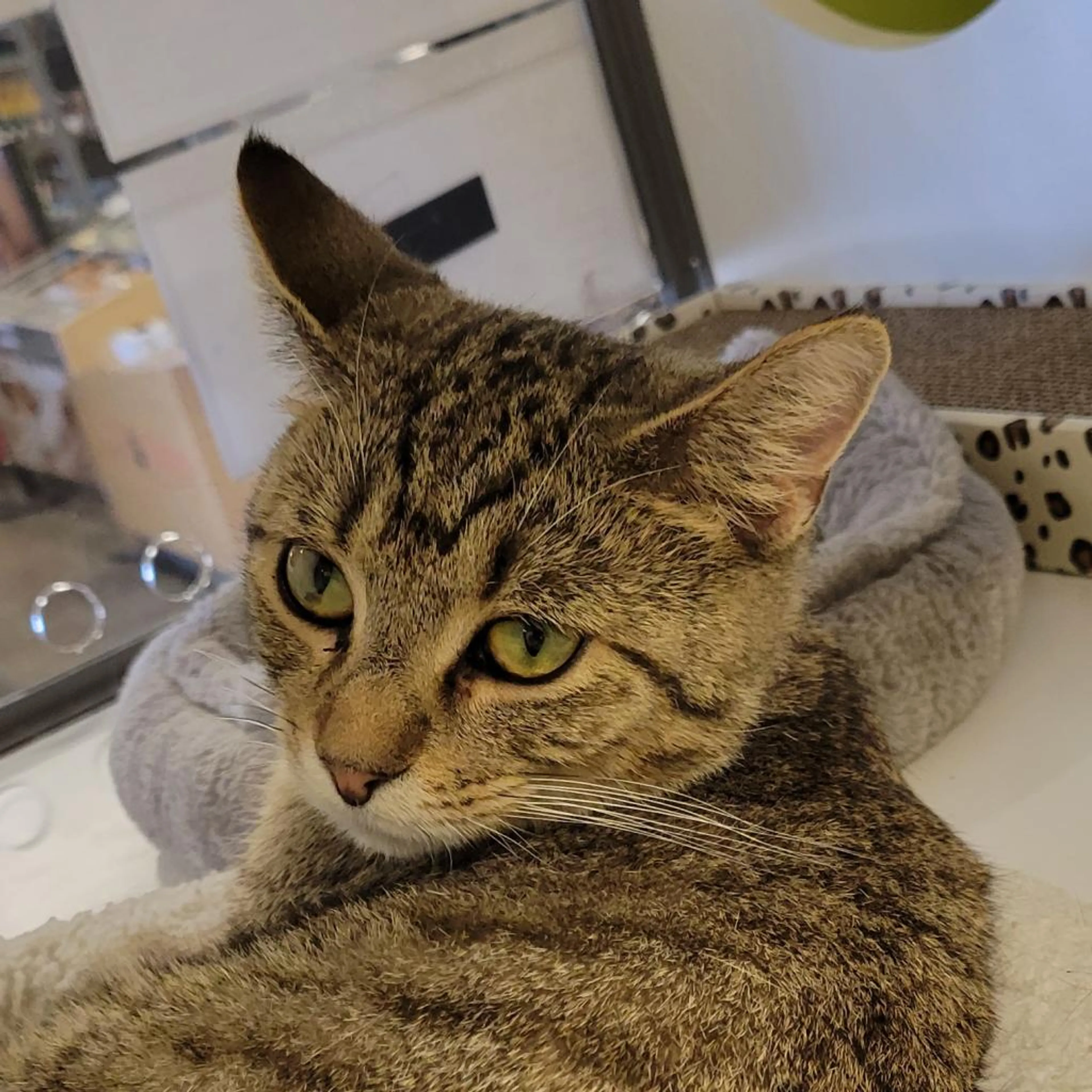 Found pet-5