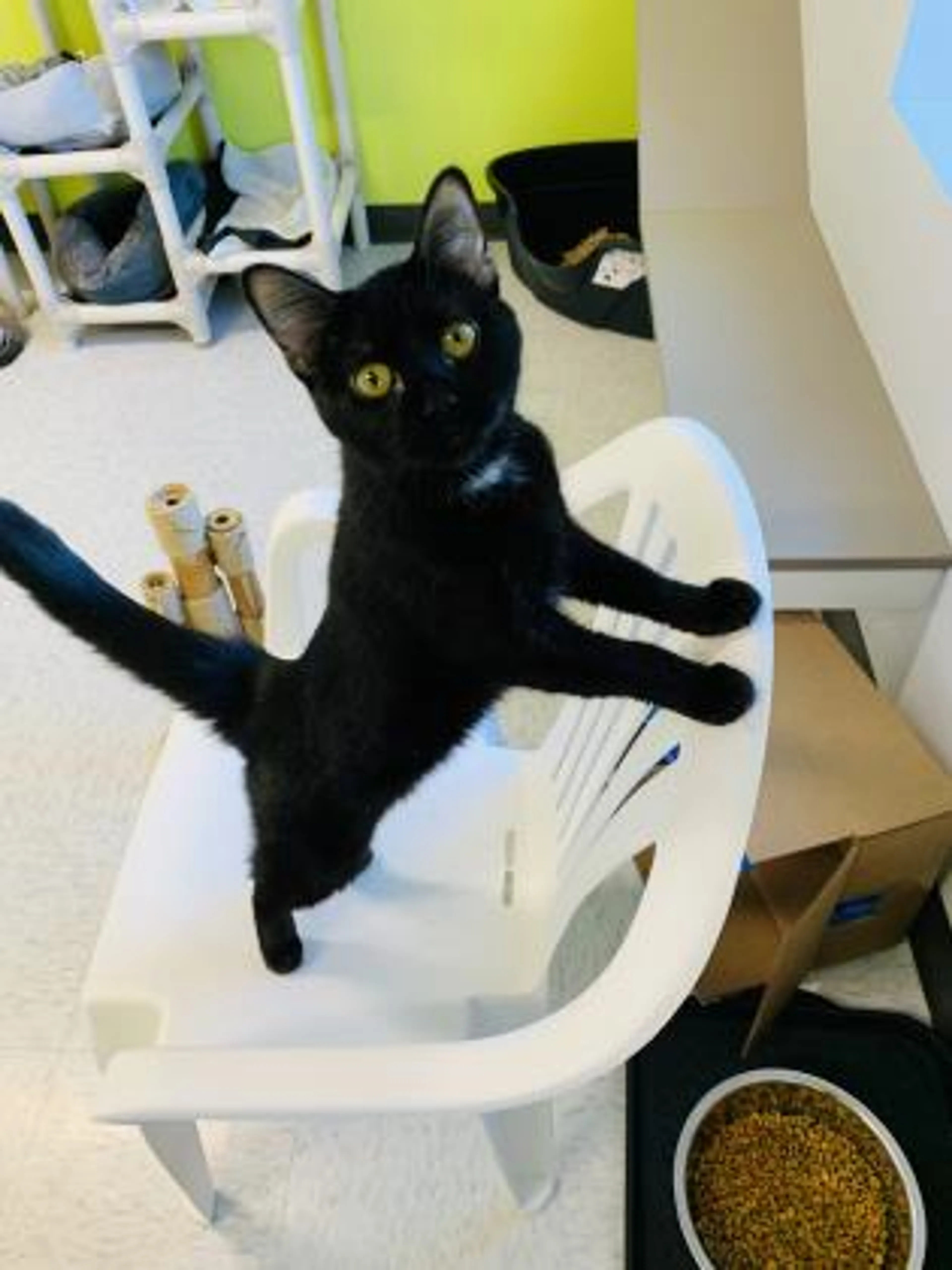 Found pet-2