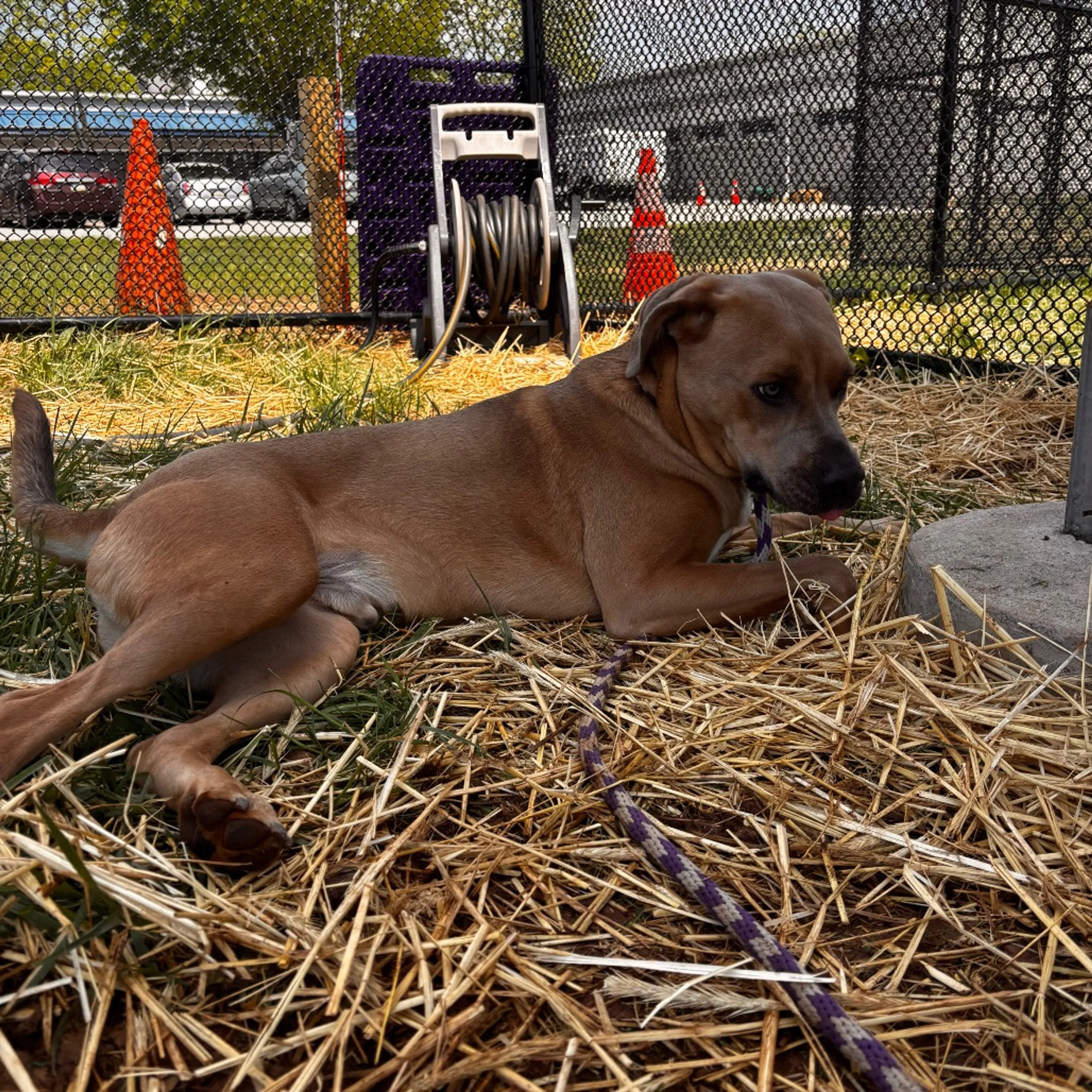 Found pet-7