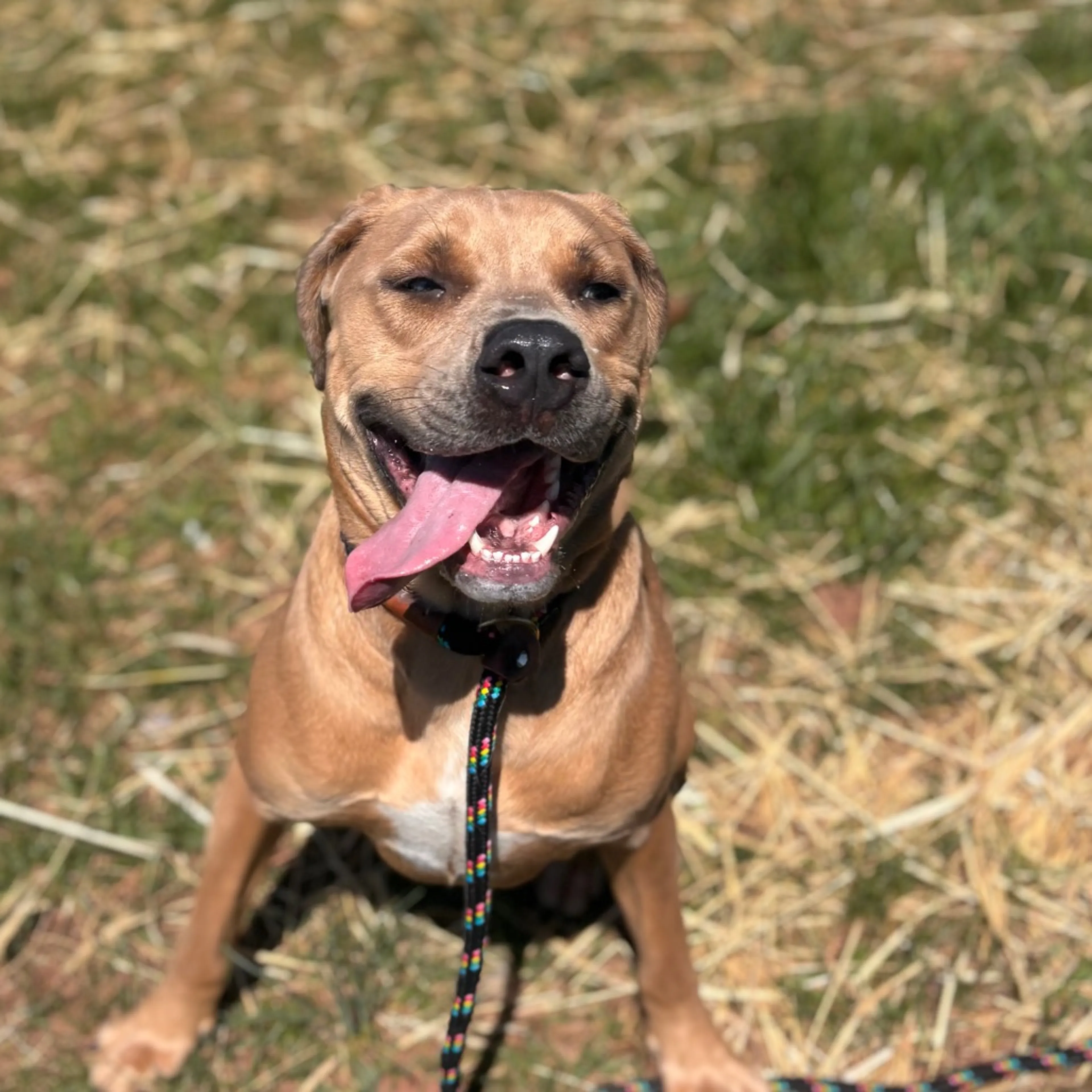 Found pet-11