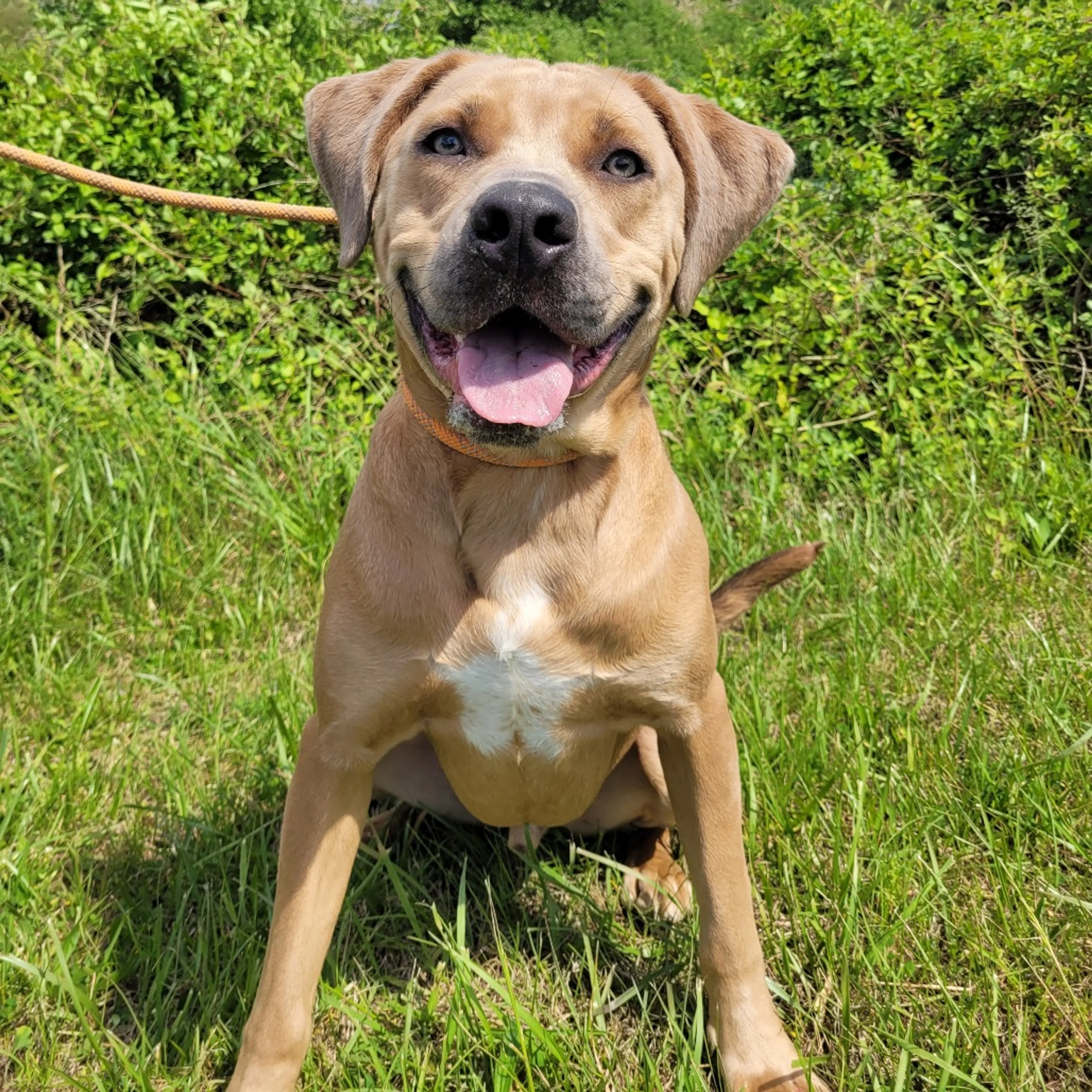 Found pet-14