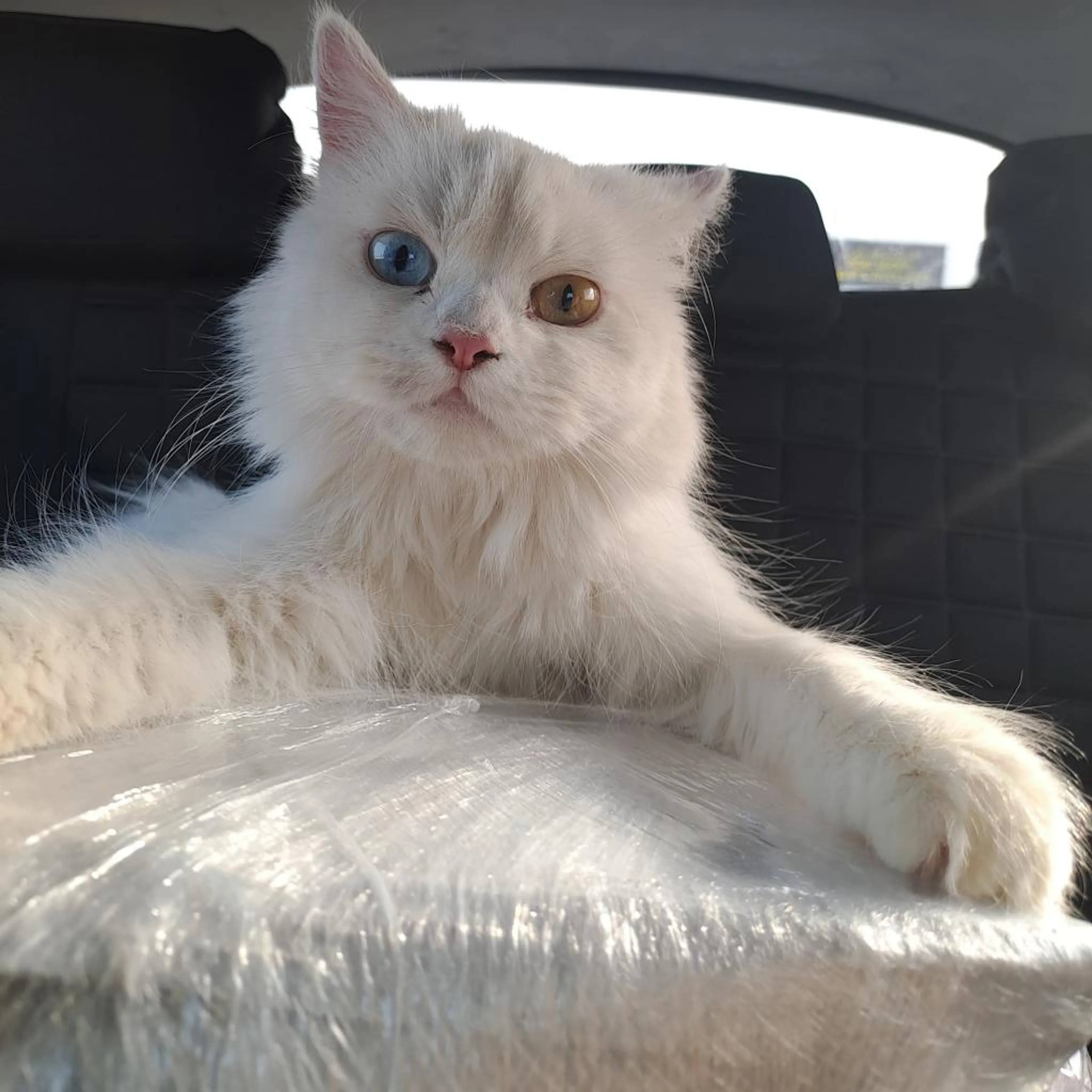 Found pet