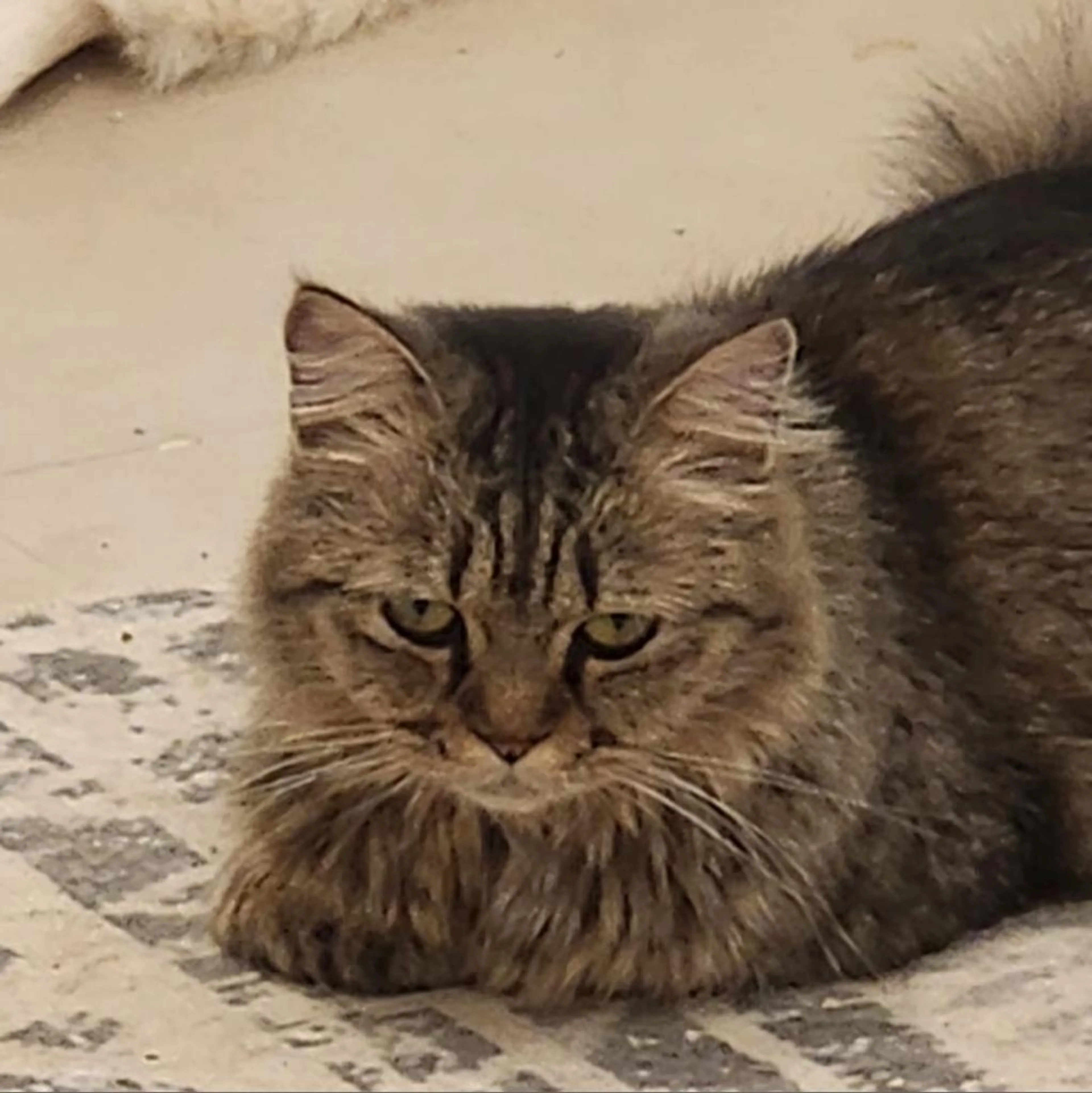 Found pet