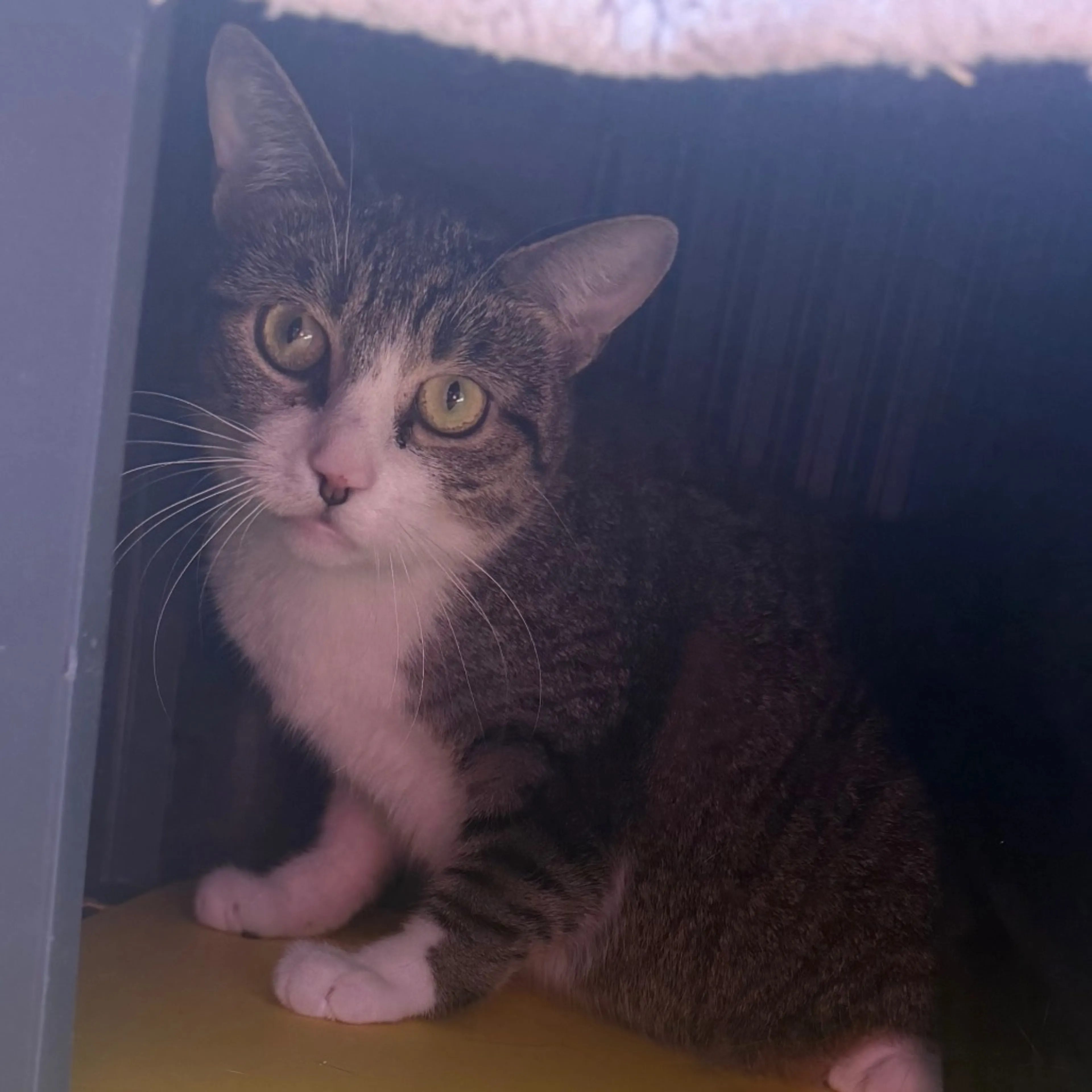 Found pet-0