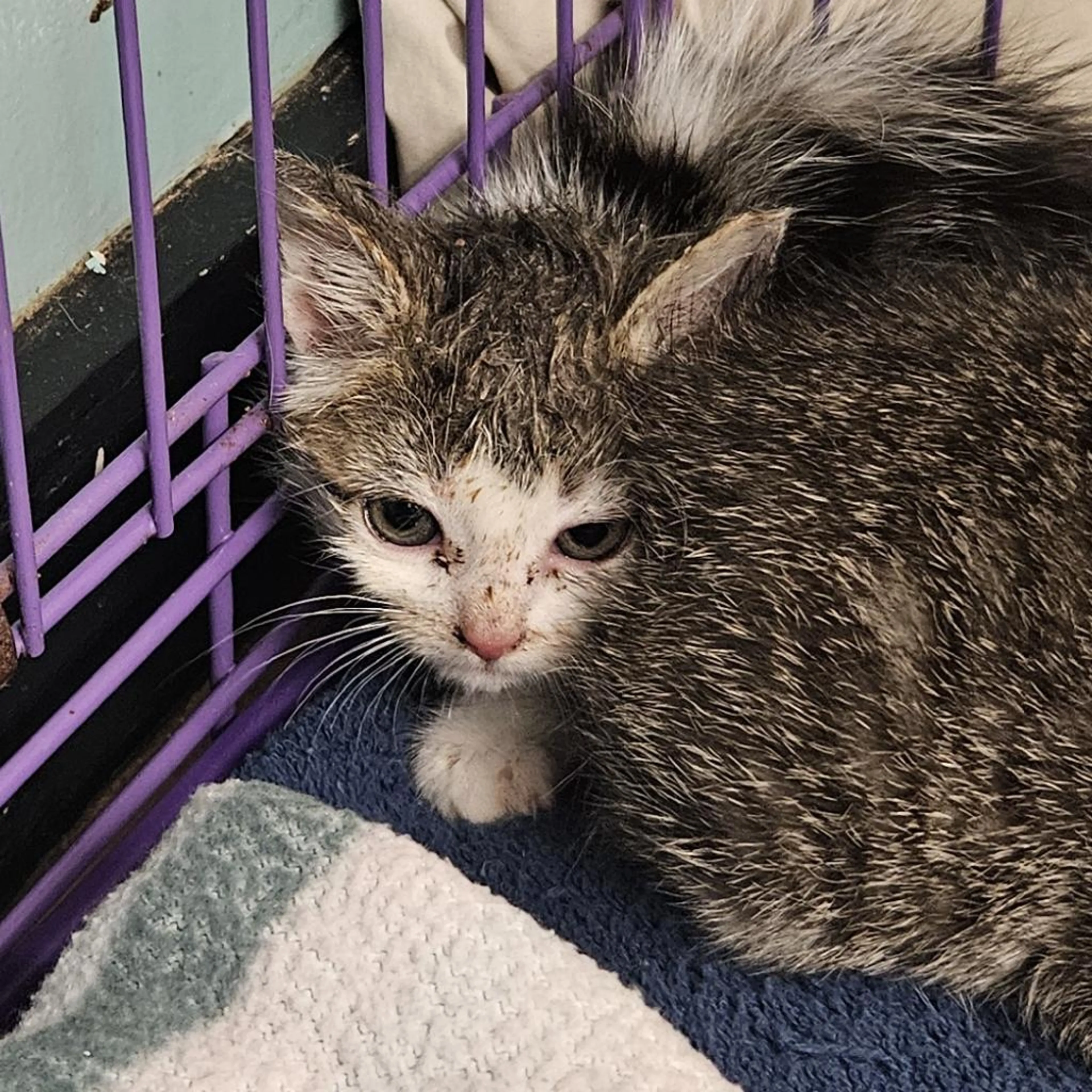 Found pet-1