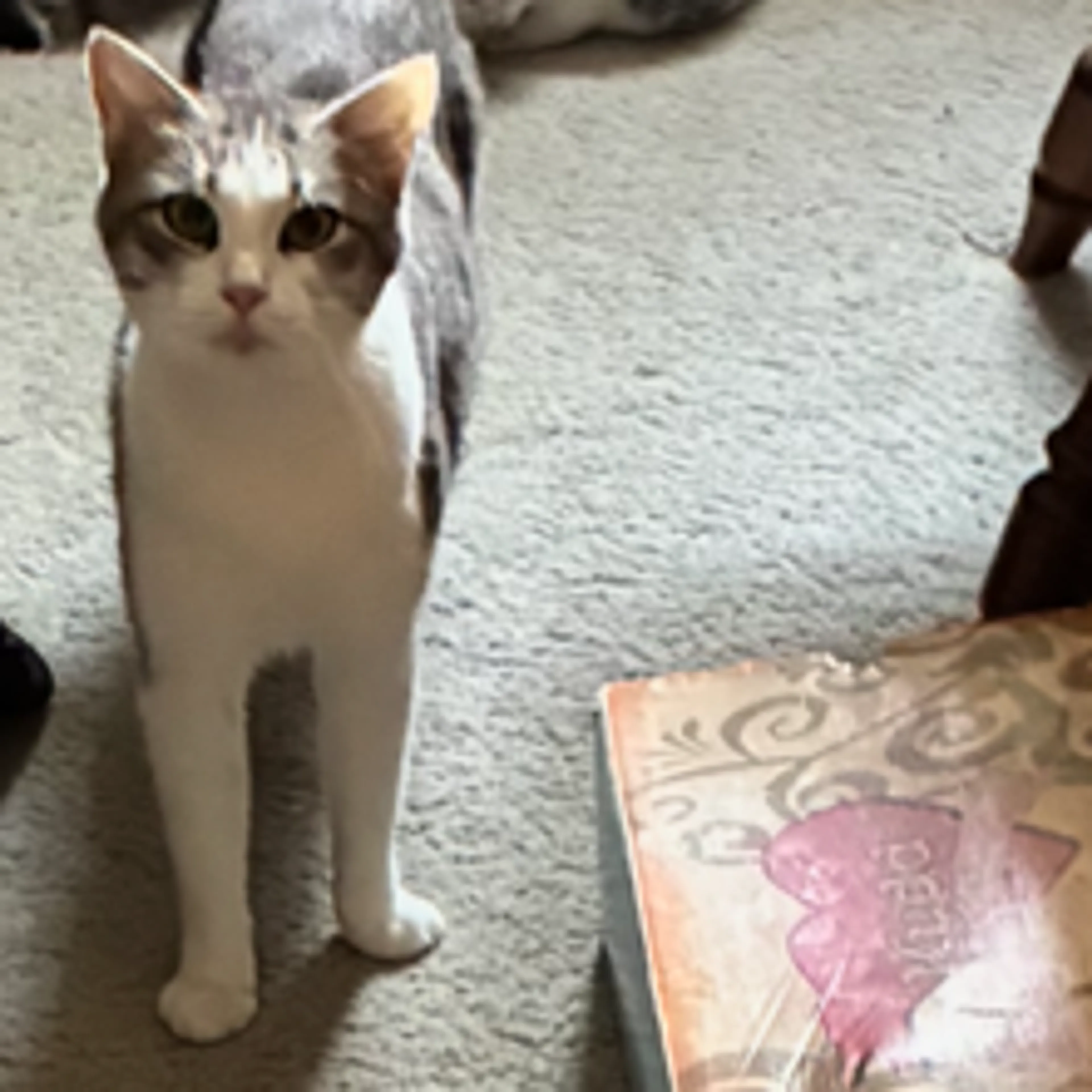Found pet