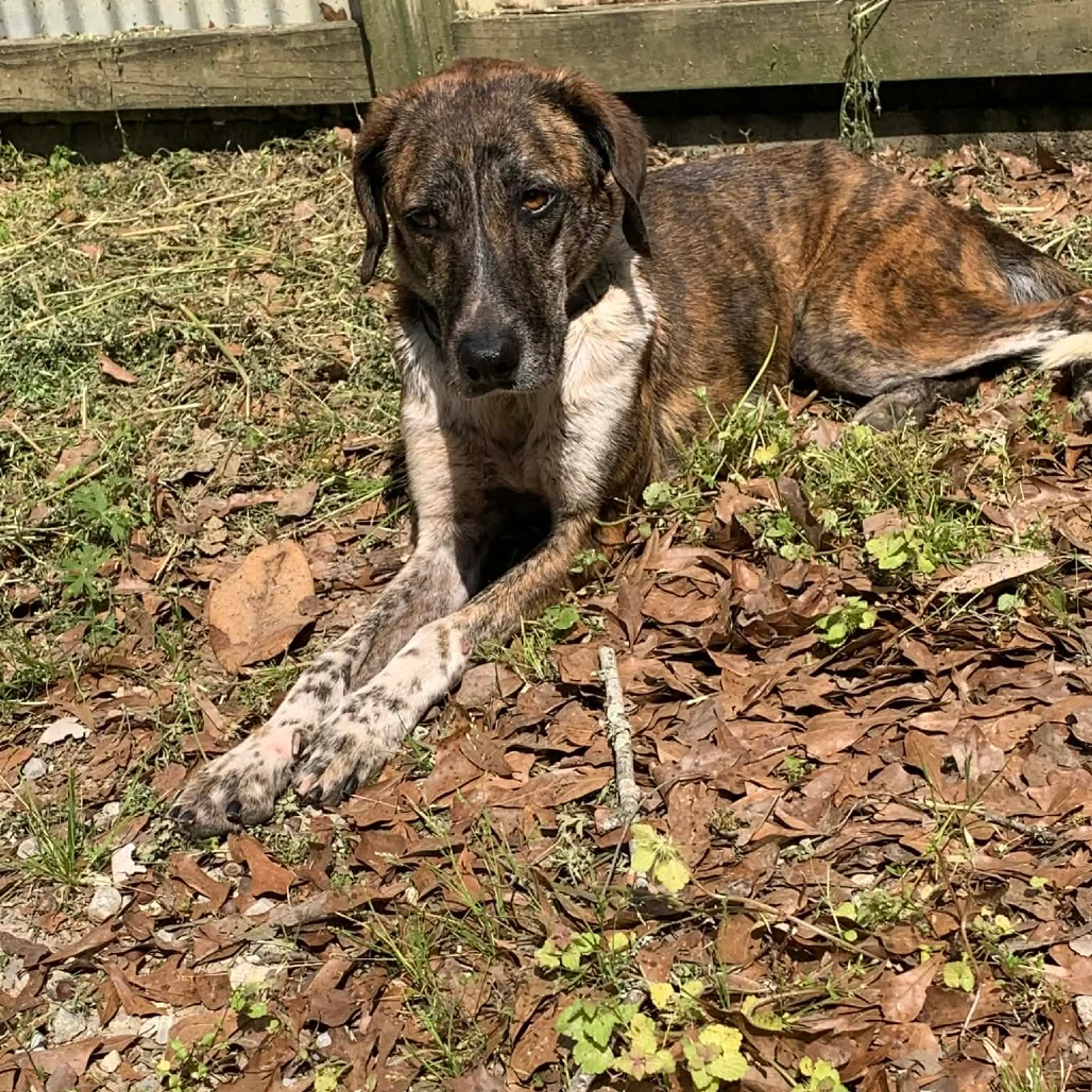 Found pet
