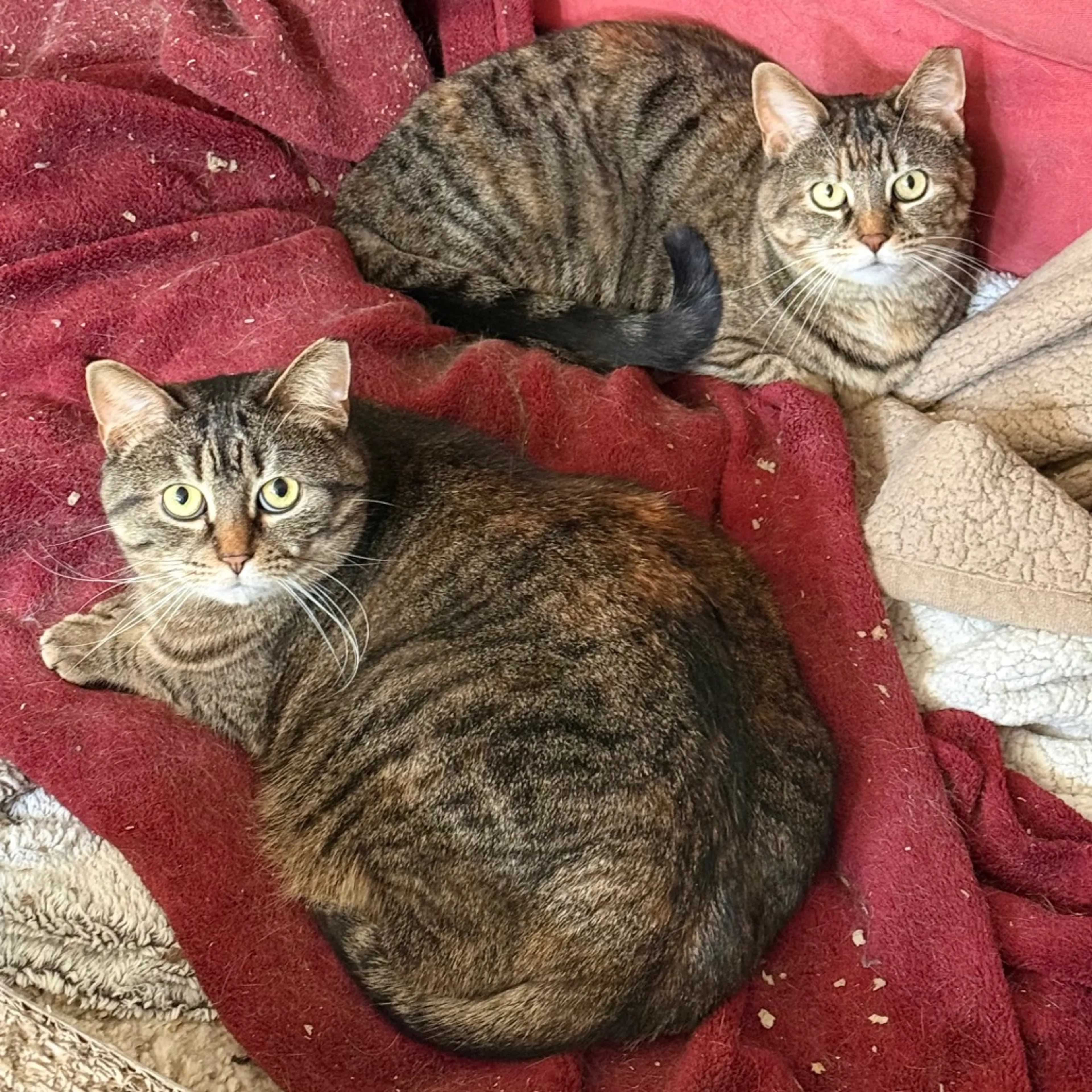 Found pet-11