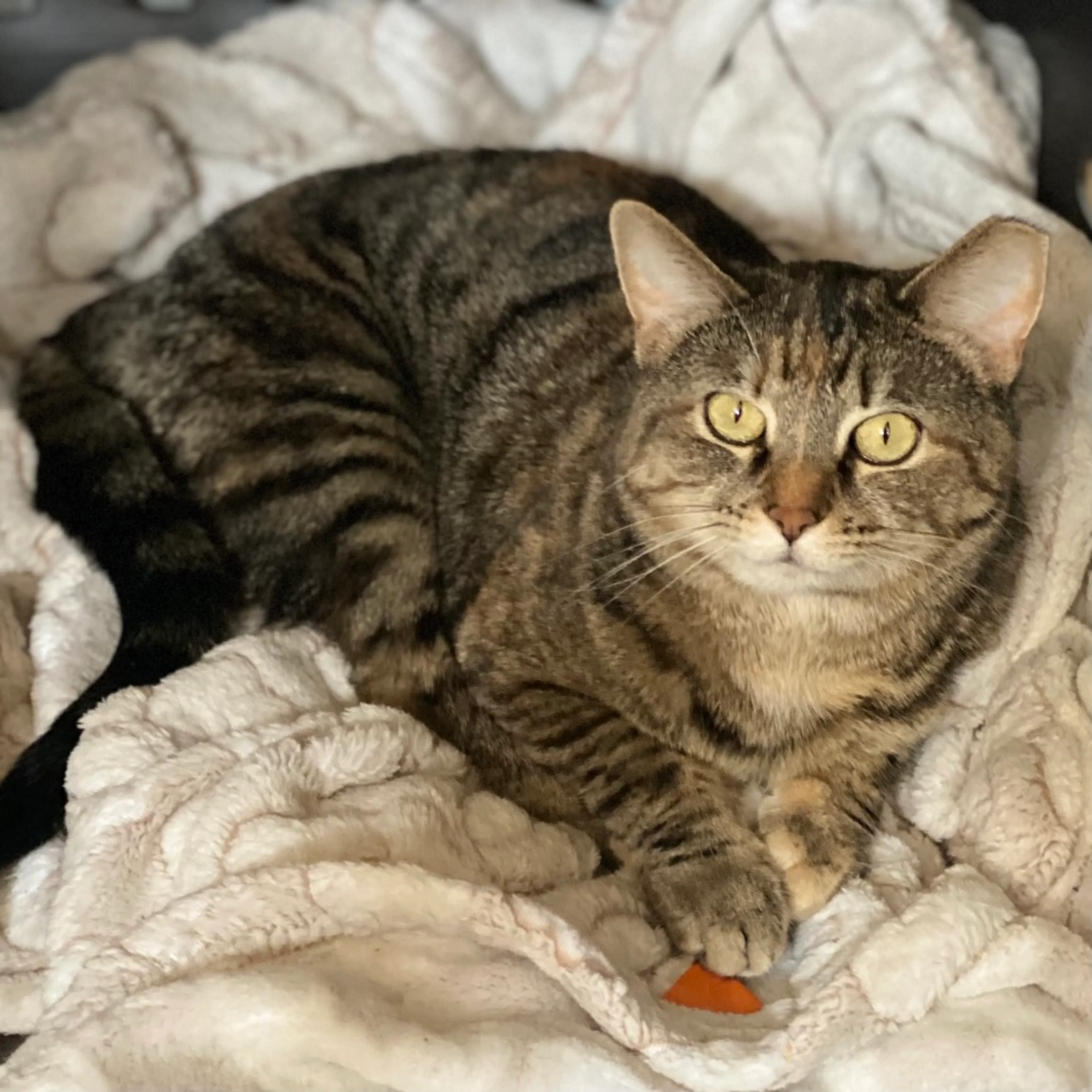 Found pet-8