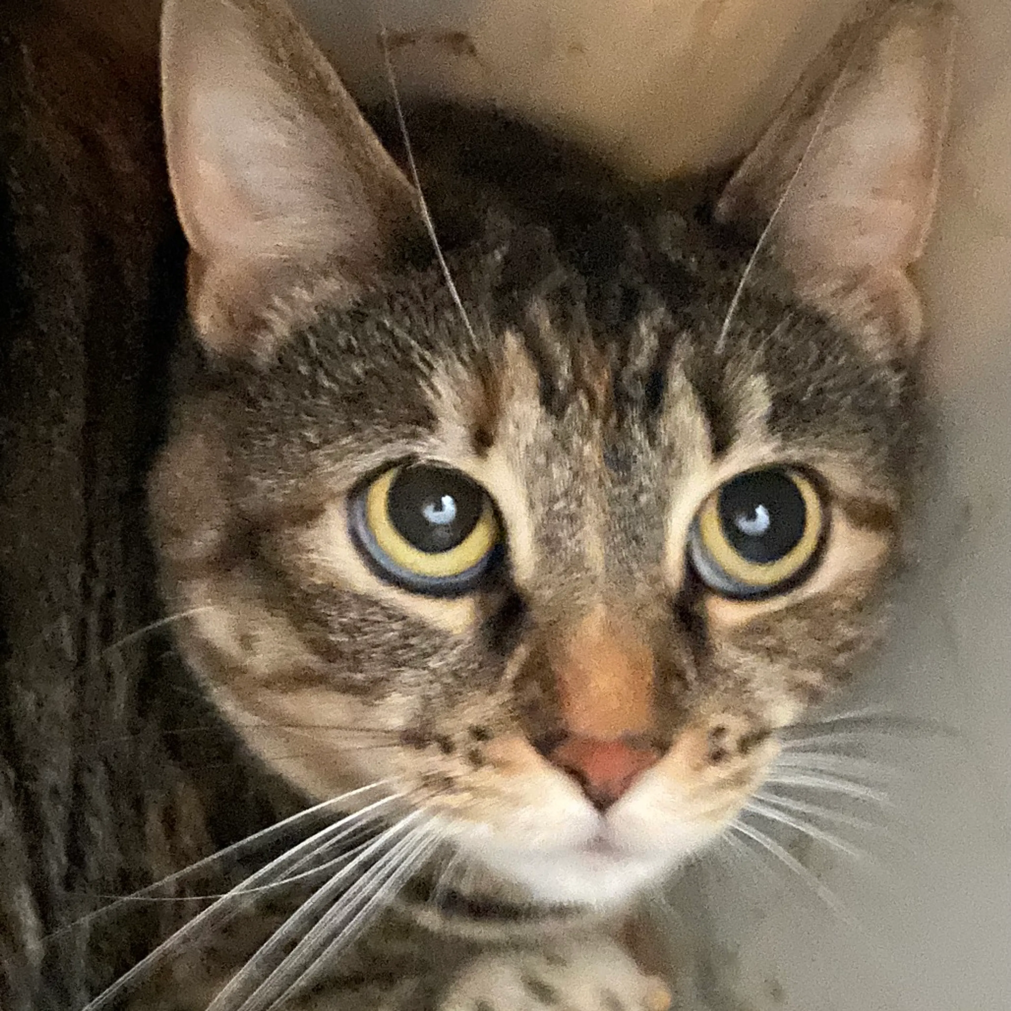 Found pet-6