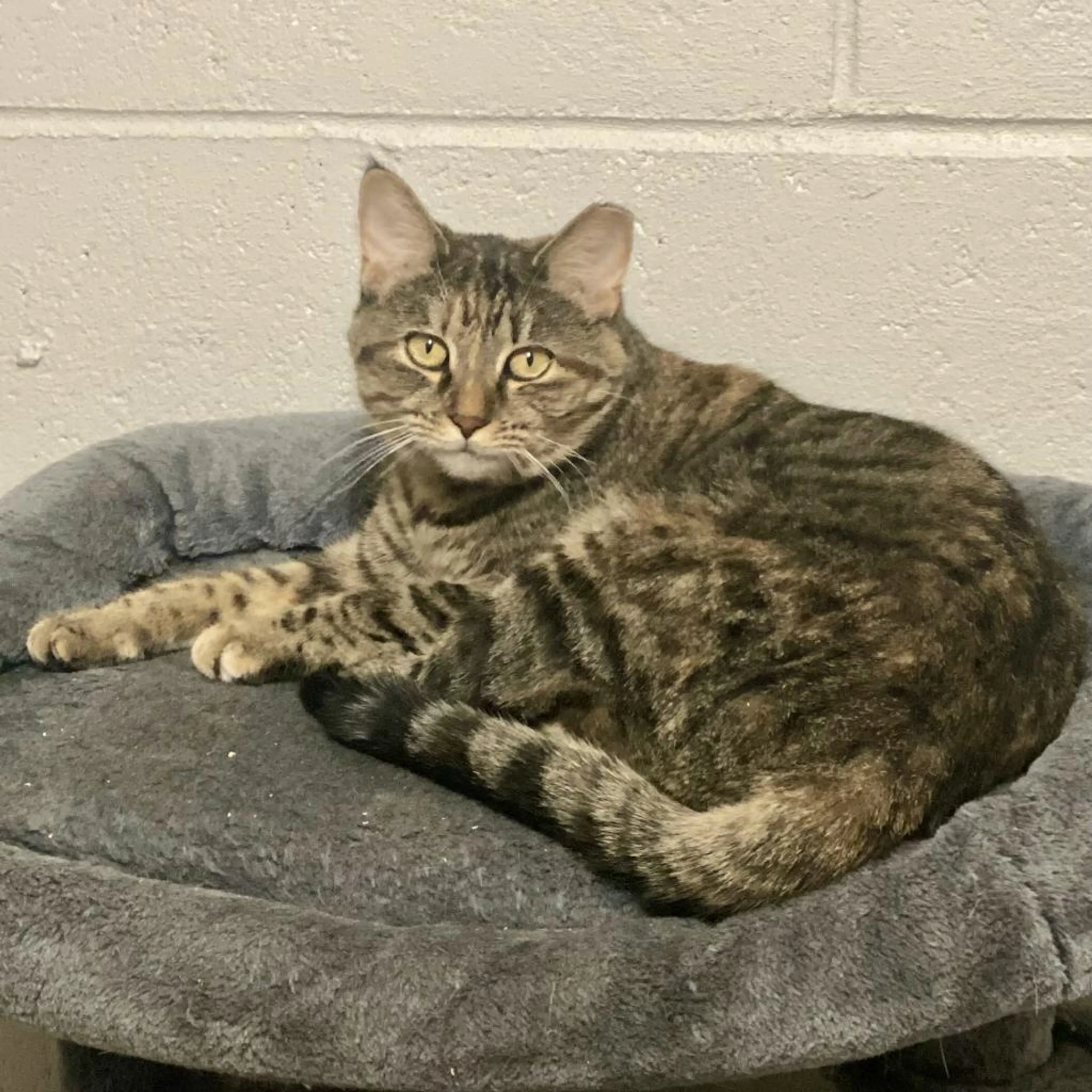 Found pet-5