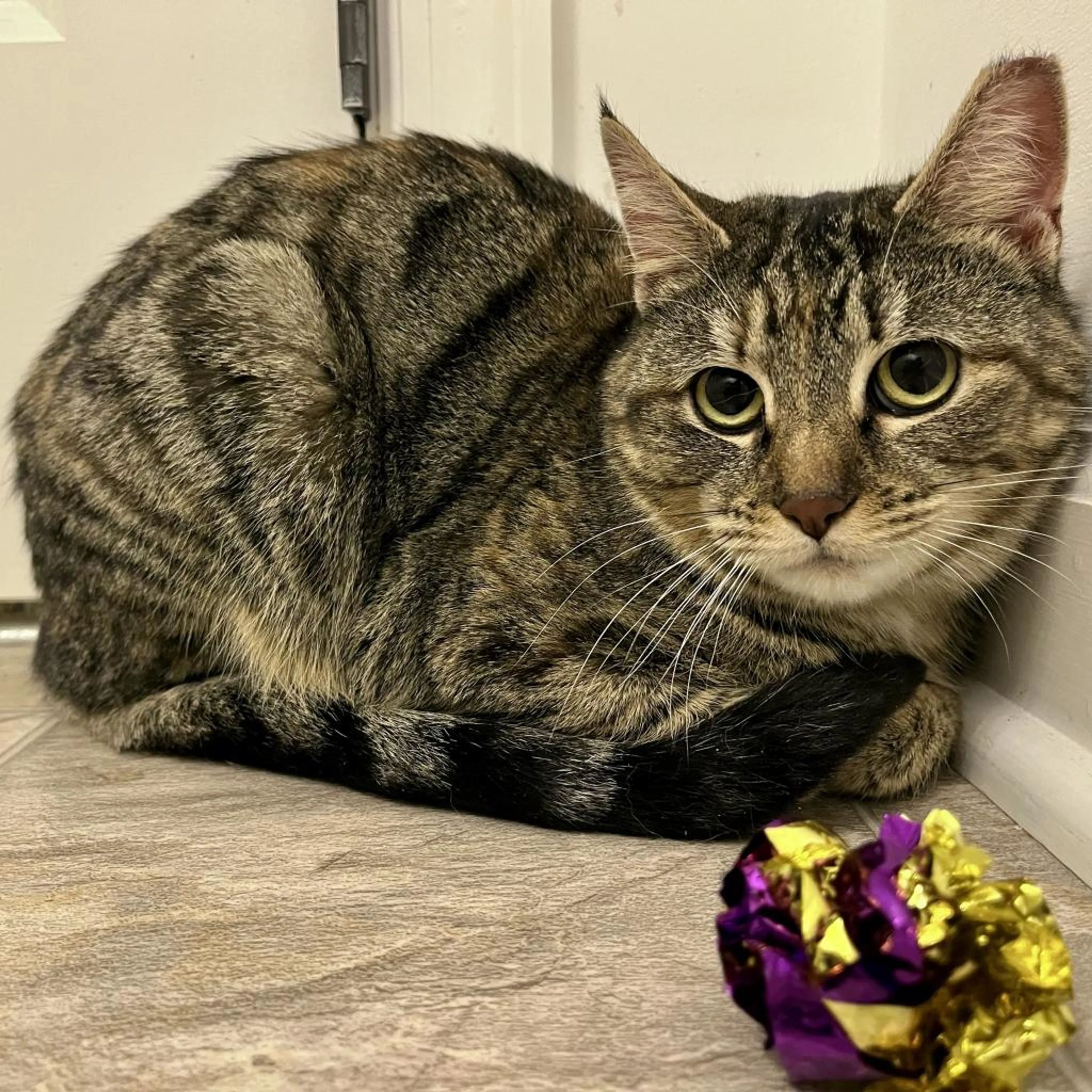 Found pet-2