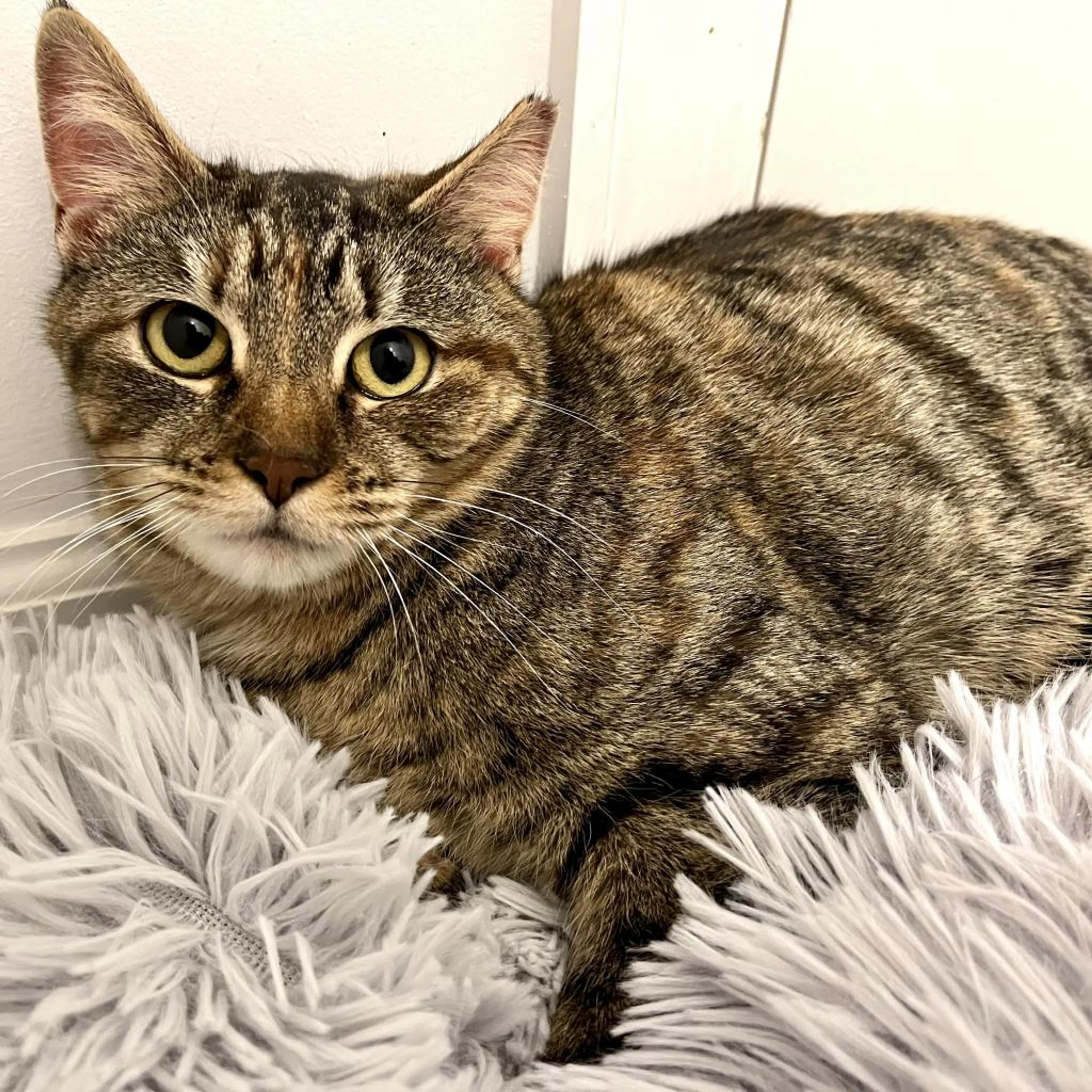 Found pet-1