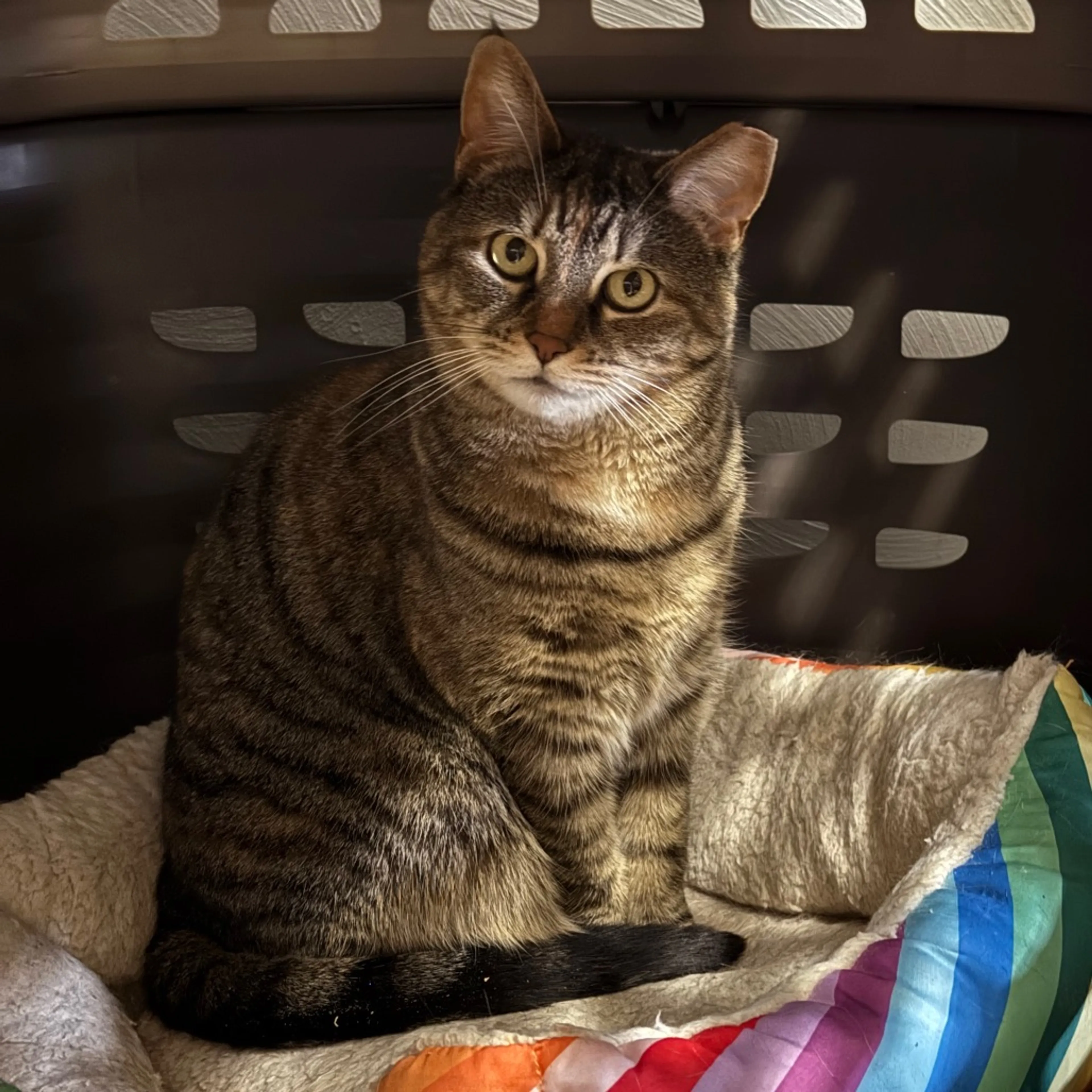 Found pet-12