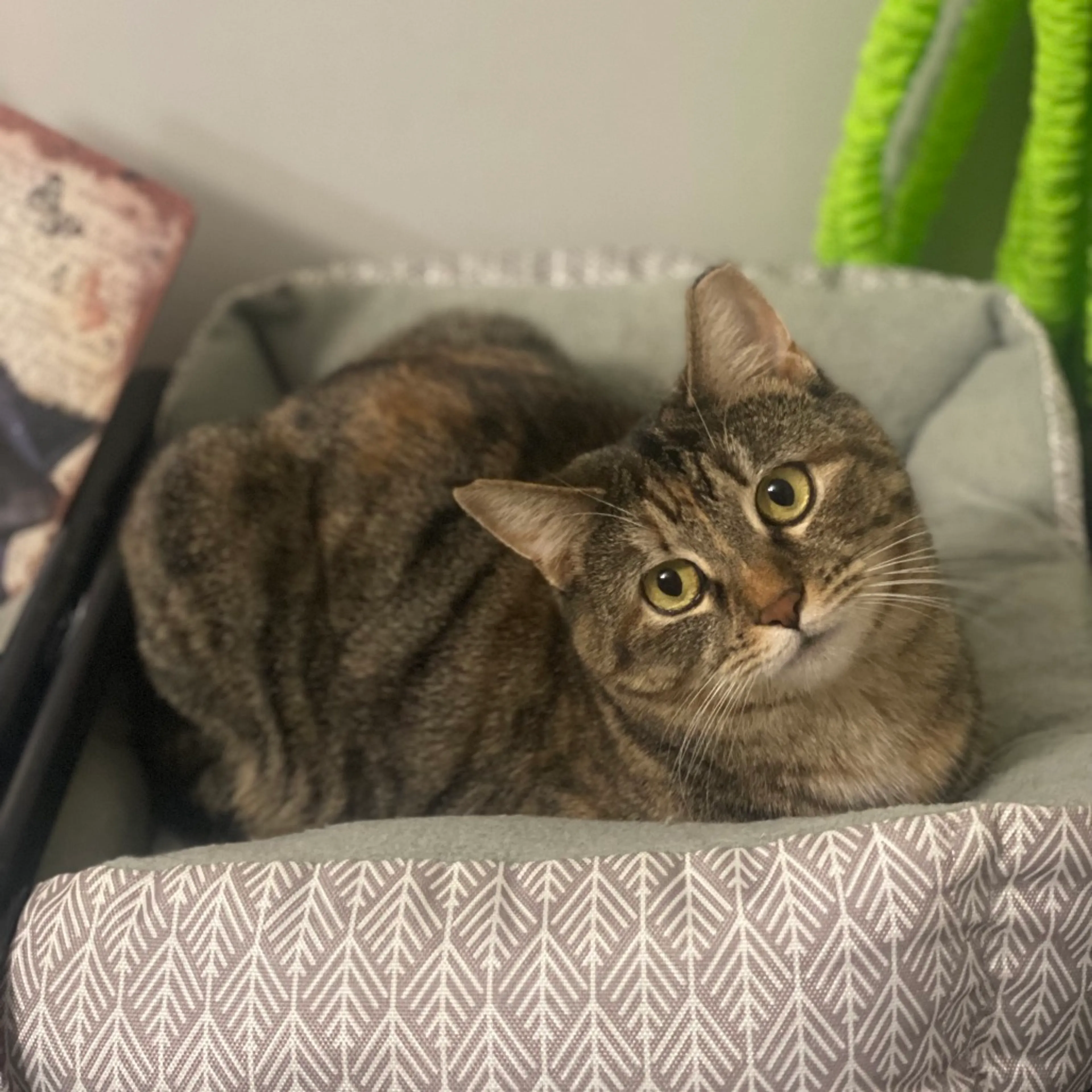 Found pet-10