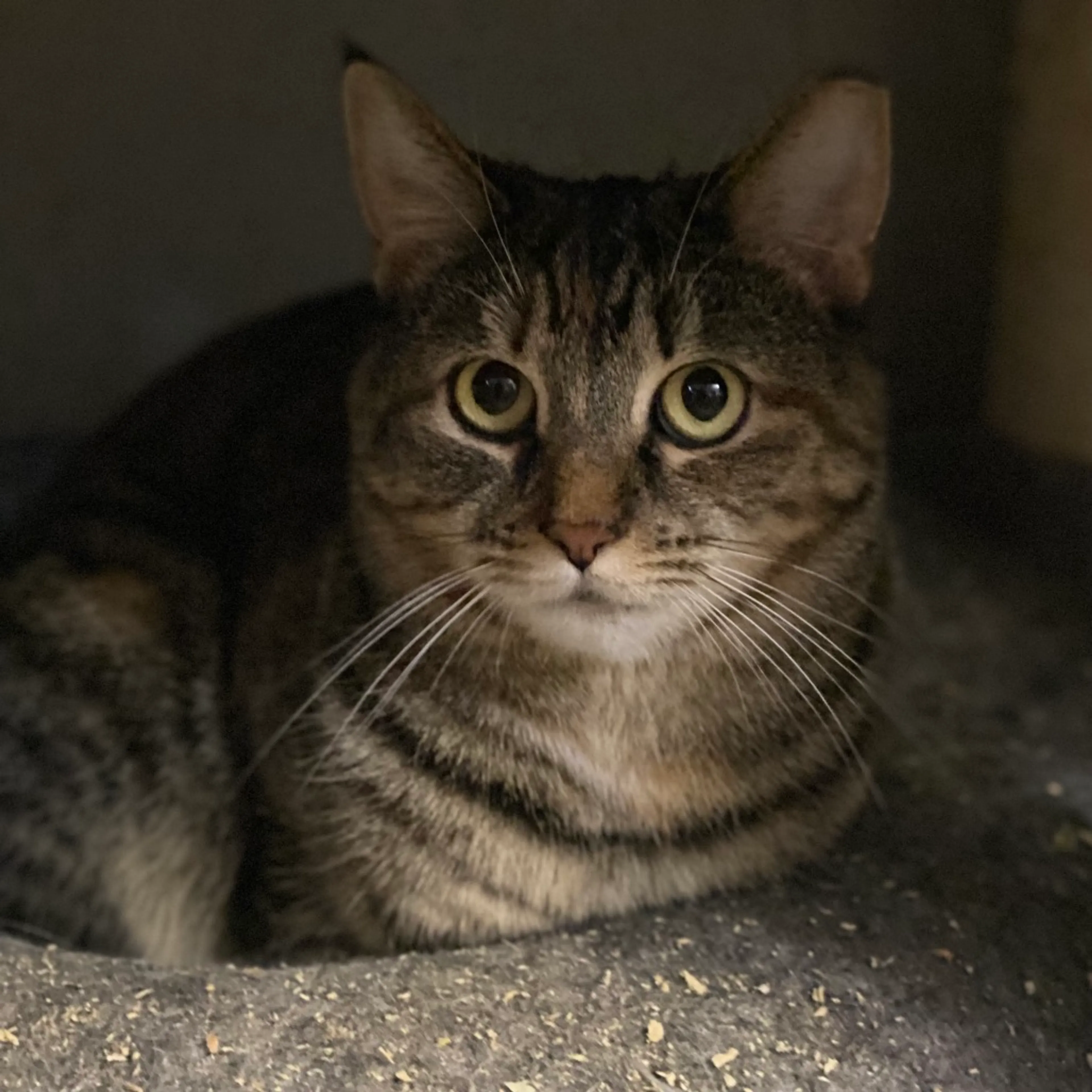 Found pet-9