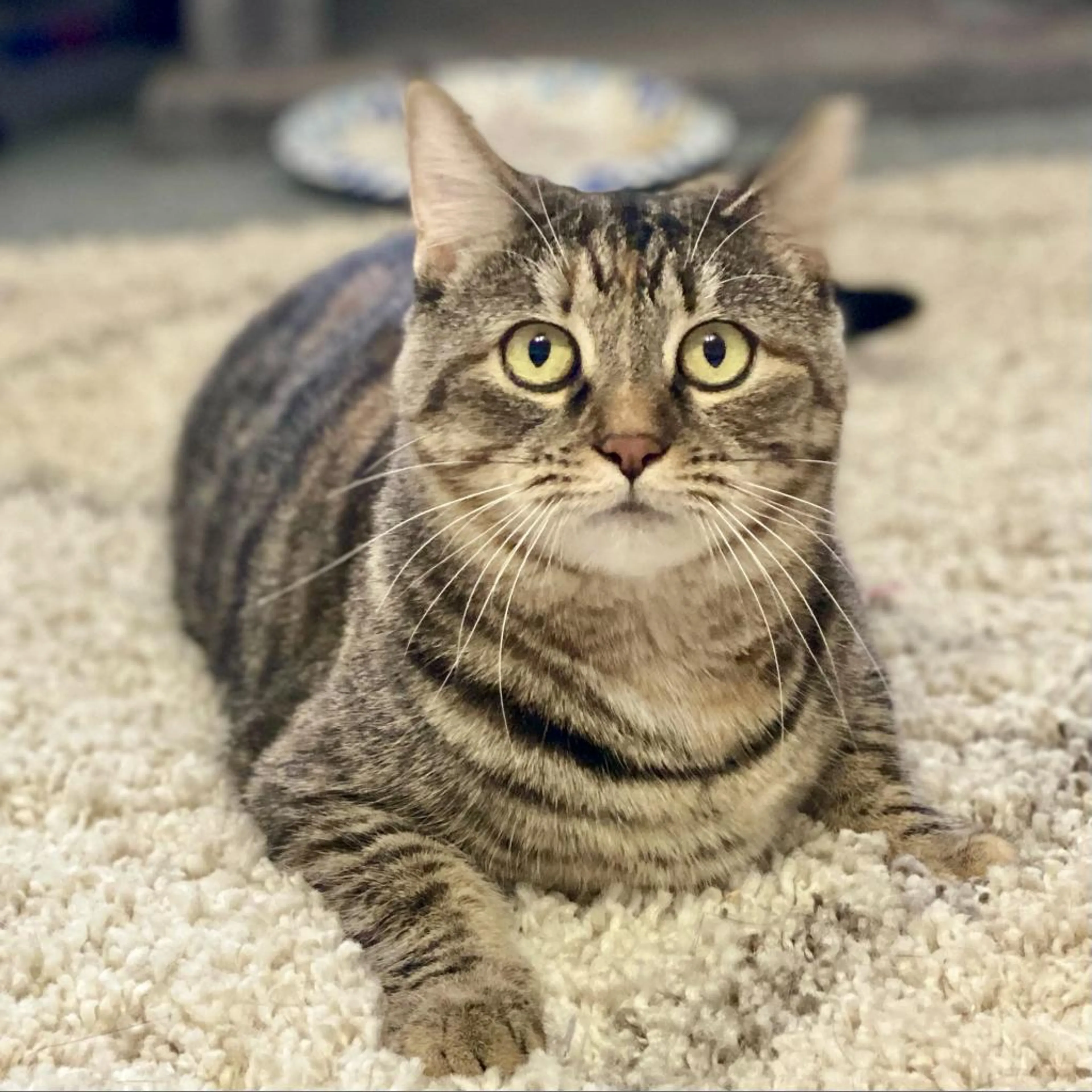 Found pet-3