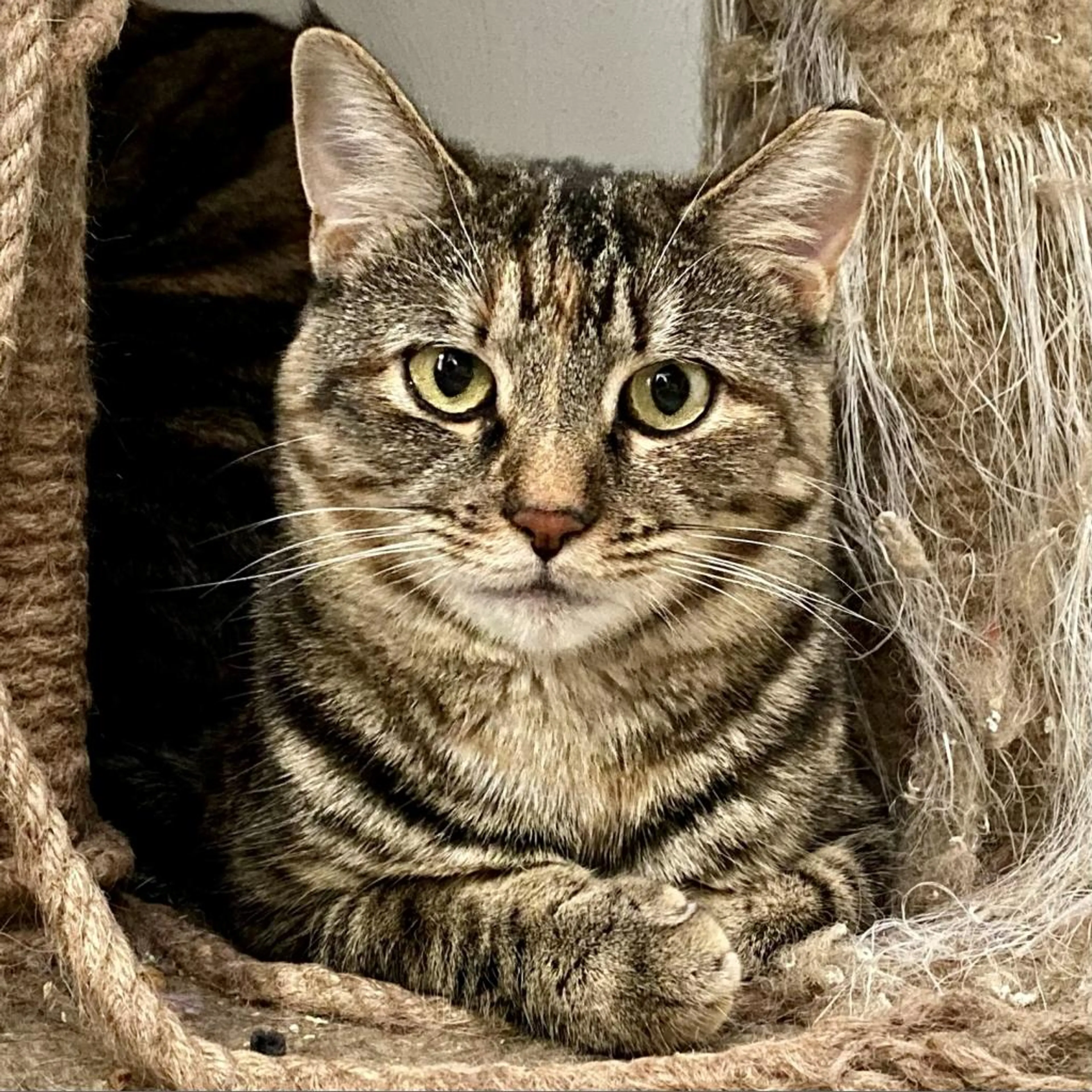 Found pet-0