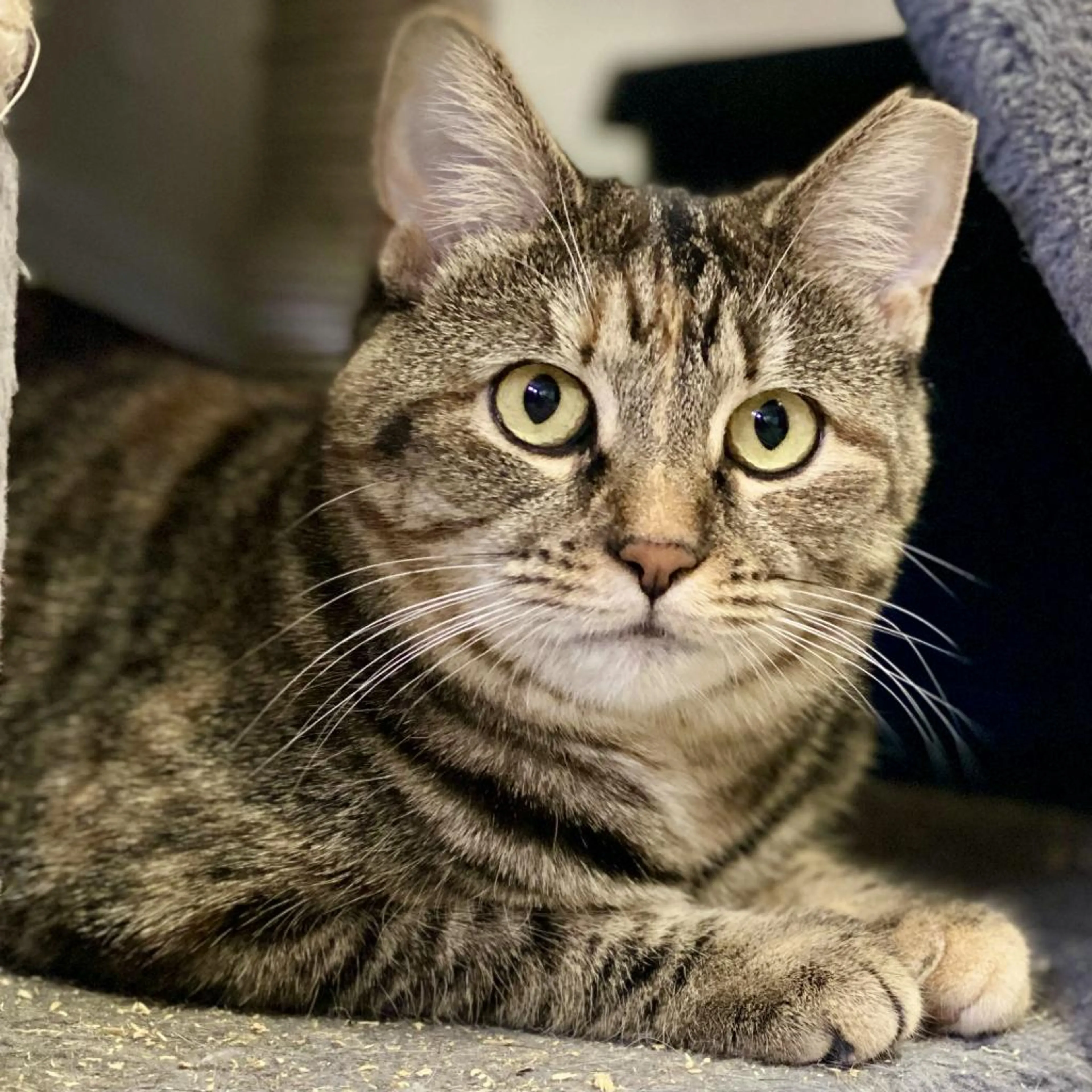 Found pet-4