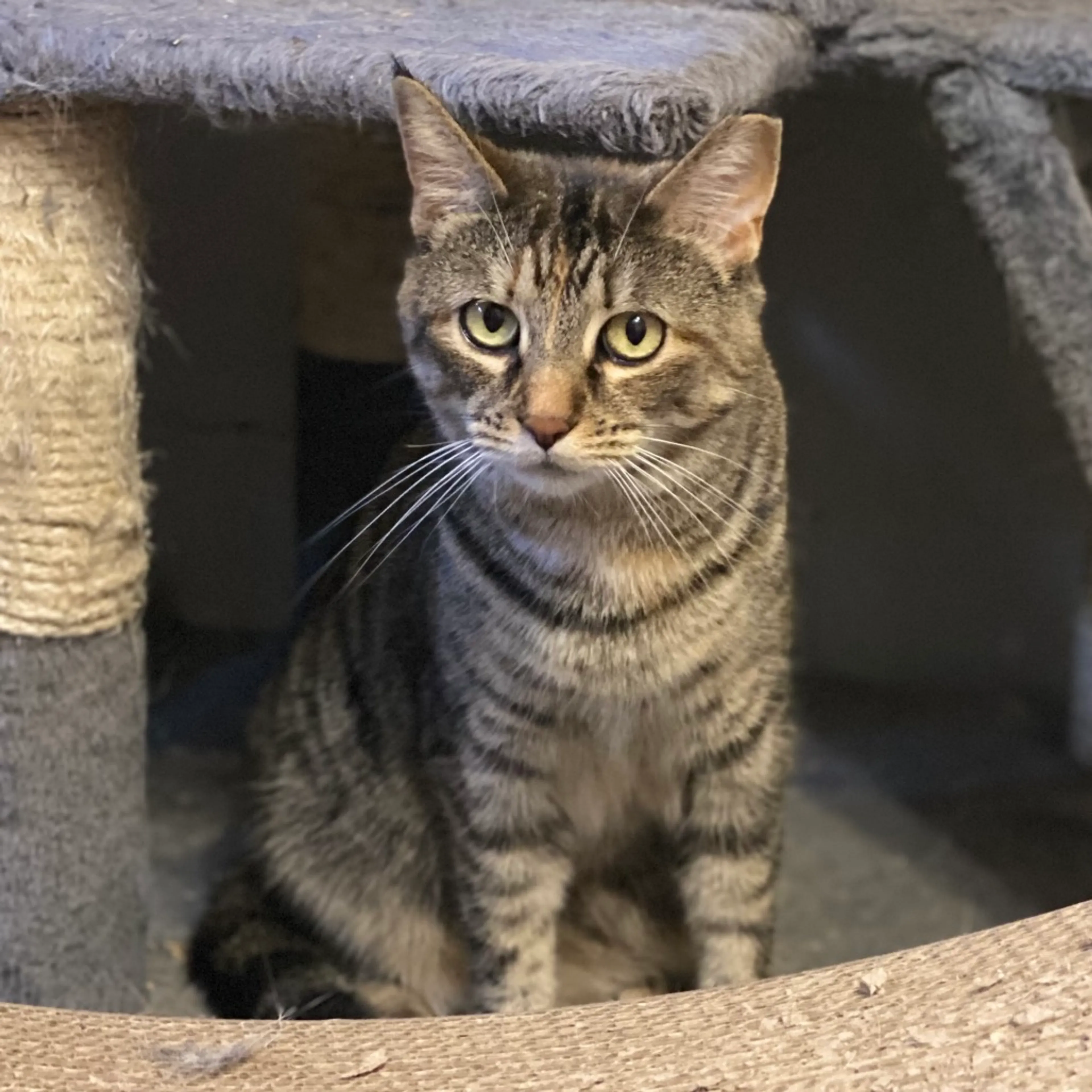 Found pet-7